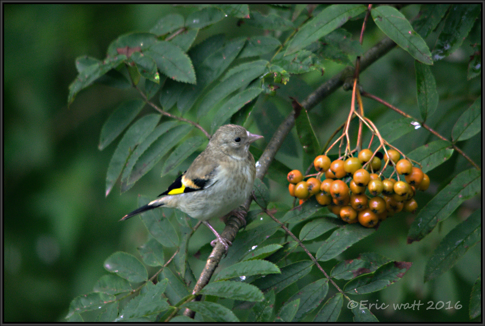Sigma 150-500mm F5-6.3 DG OS HSM sample photo. 14-08-2016 101.jpg photography
