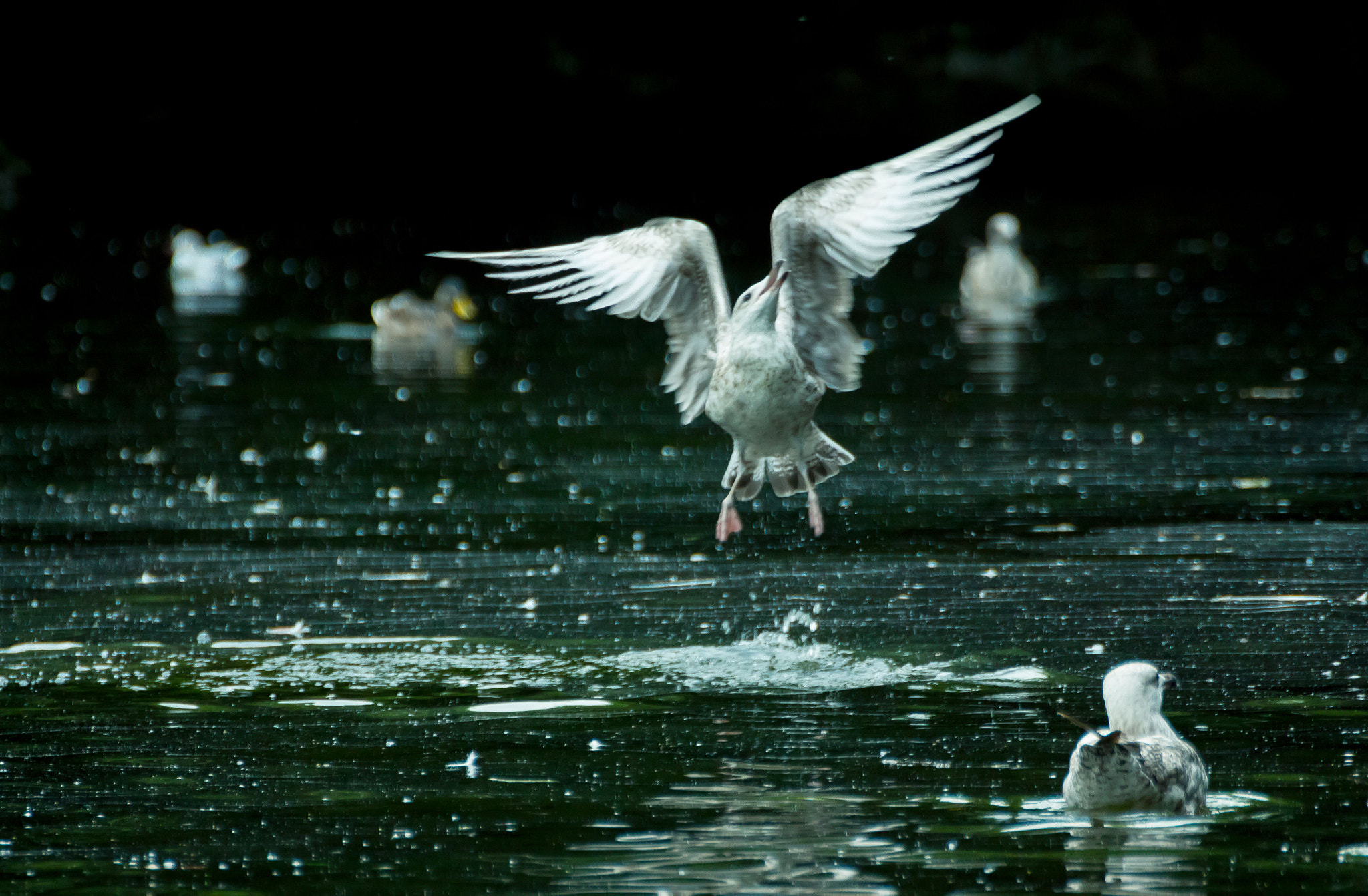 Tamron SP 35mm F1.8 Di VC USD sample photo. Just fly photography