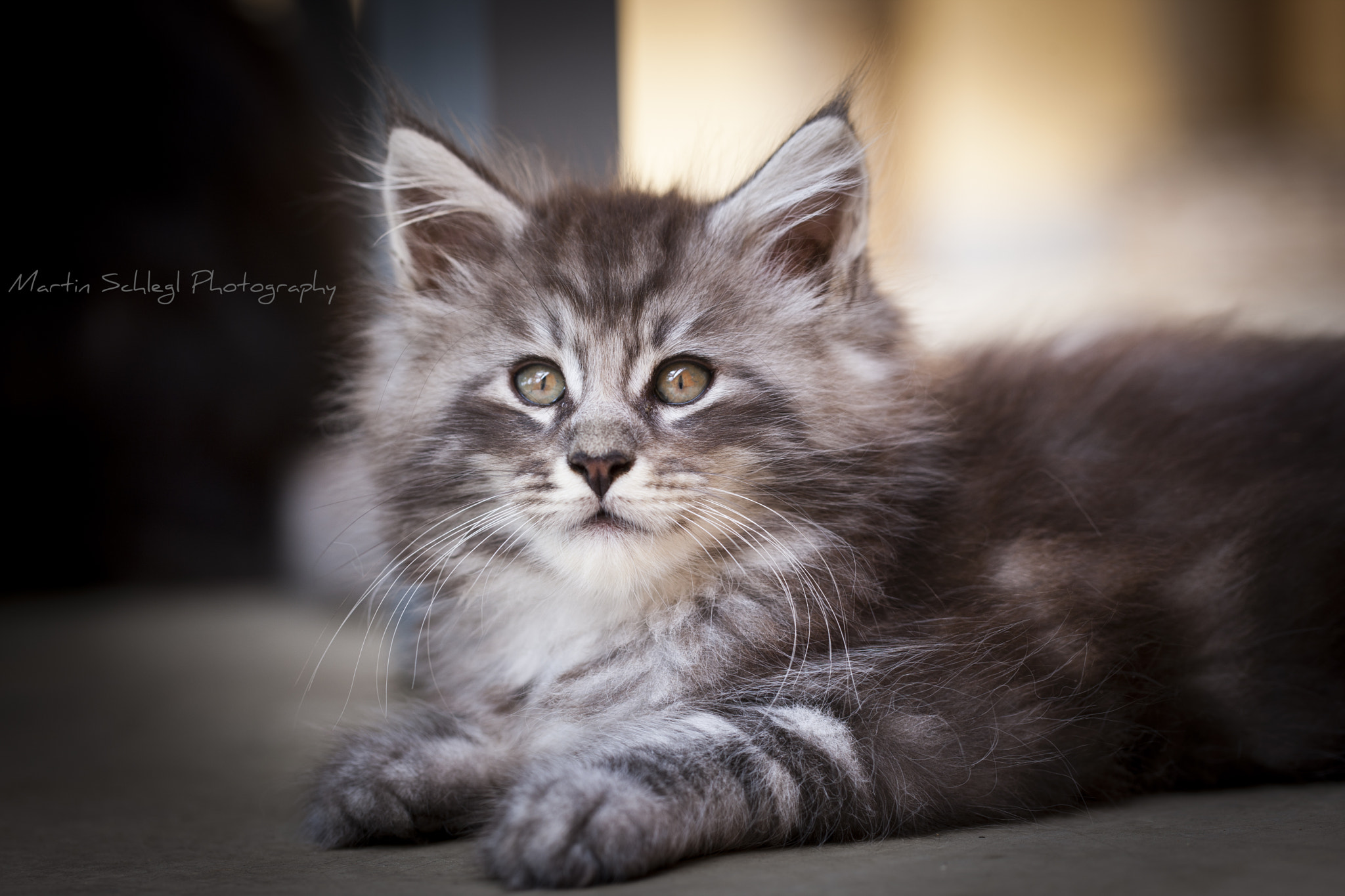 Canon EOS-1Ds Mark III sample photo. <3 photography