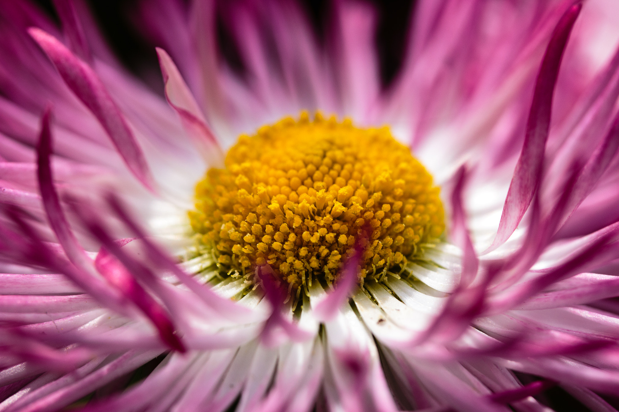Canon EF-S 60mm F2.8 Macro USM sample photo. Purple petals in the summer brezze photography