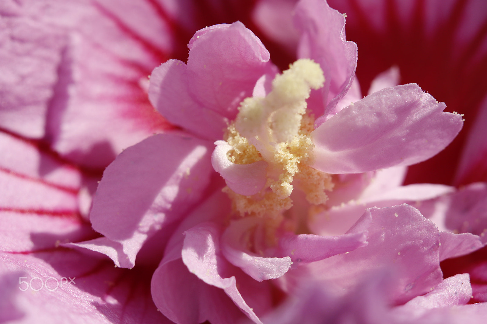 Canon EOS 70D + Sigma APO Macro 180mm F2.8 EX DG OS HSM sample photo. Hibiscus flower in macro photography