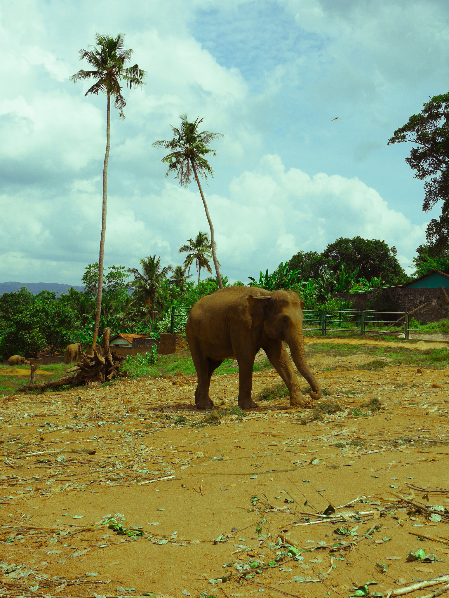 Panasonic Lumix DMC-GF7 sample photo. Elephant orphanage, sri lanka photography