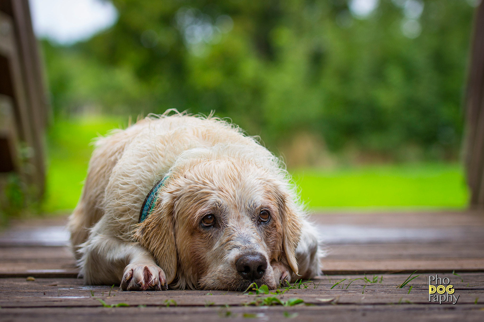 Canon EOS 100D (EOS Rebel SL1 / EOS Kiss X7) sample photo. Dog portrait photography