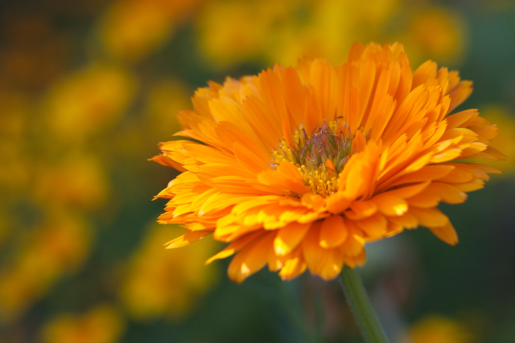 Pentax *ist DS sample photo. Summer flower - 6mpx 50mm -1 photography