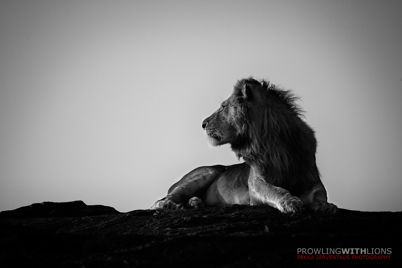 Canon EOS-1Ds Mark II + Canon EF 300mm f/2.8L sample photo. King on rock photography