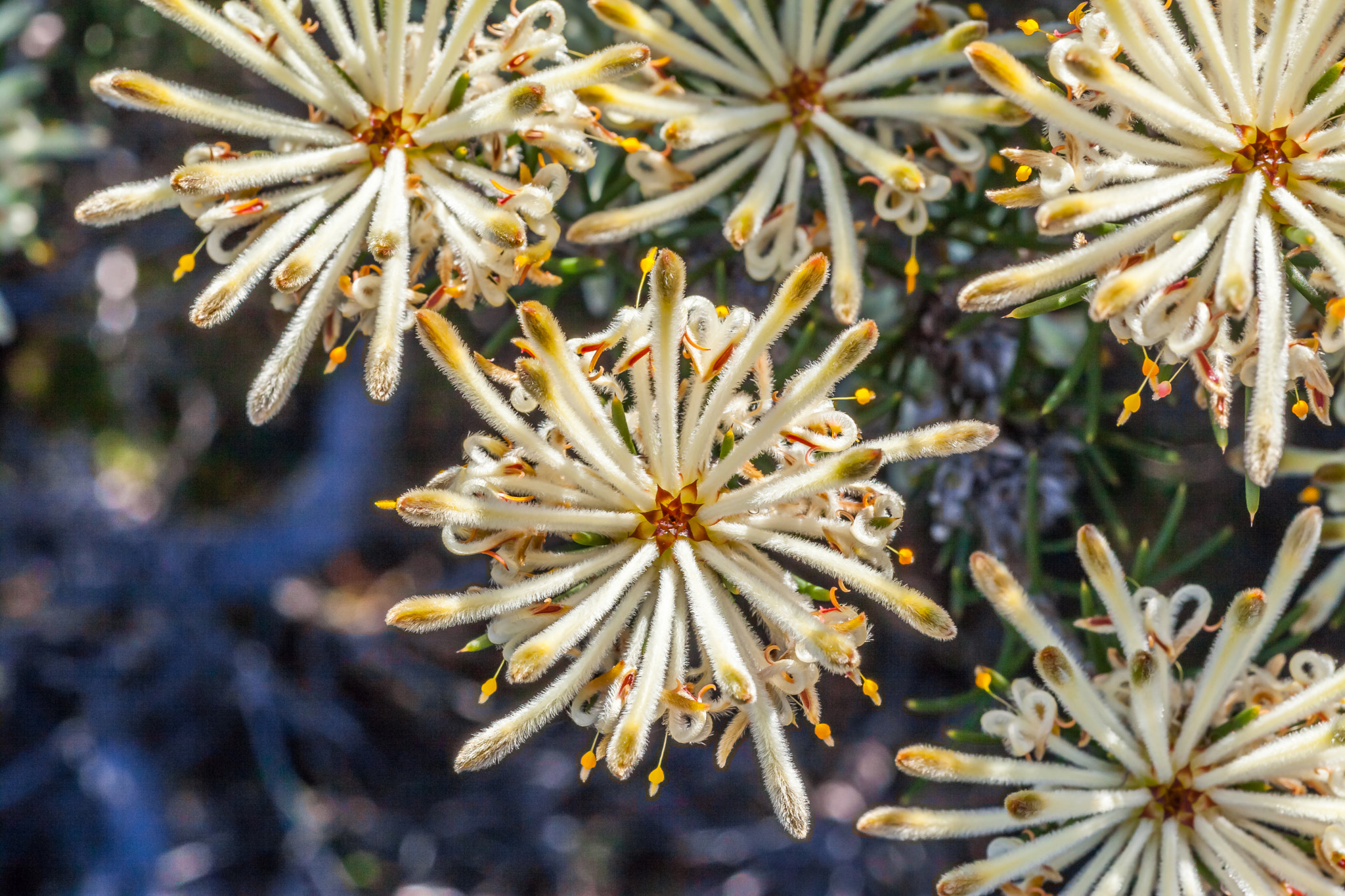 Canon EOS 5D Mark II + Tamron SP AF 90mm F2.8 Di Macro sample photo. Westeren australian native flower photography