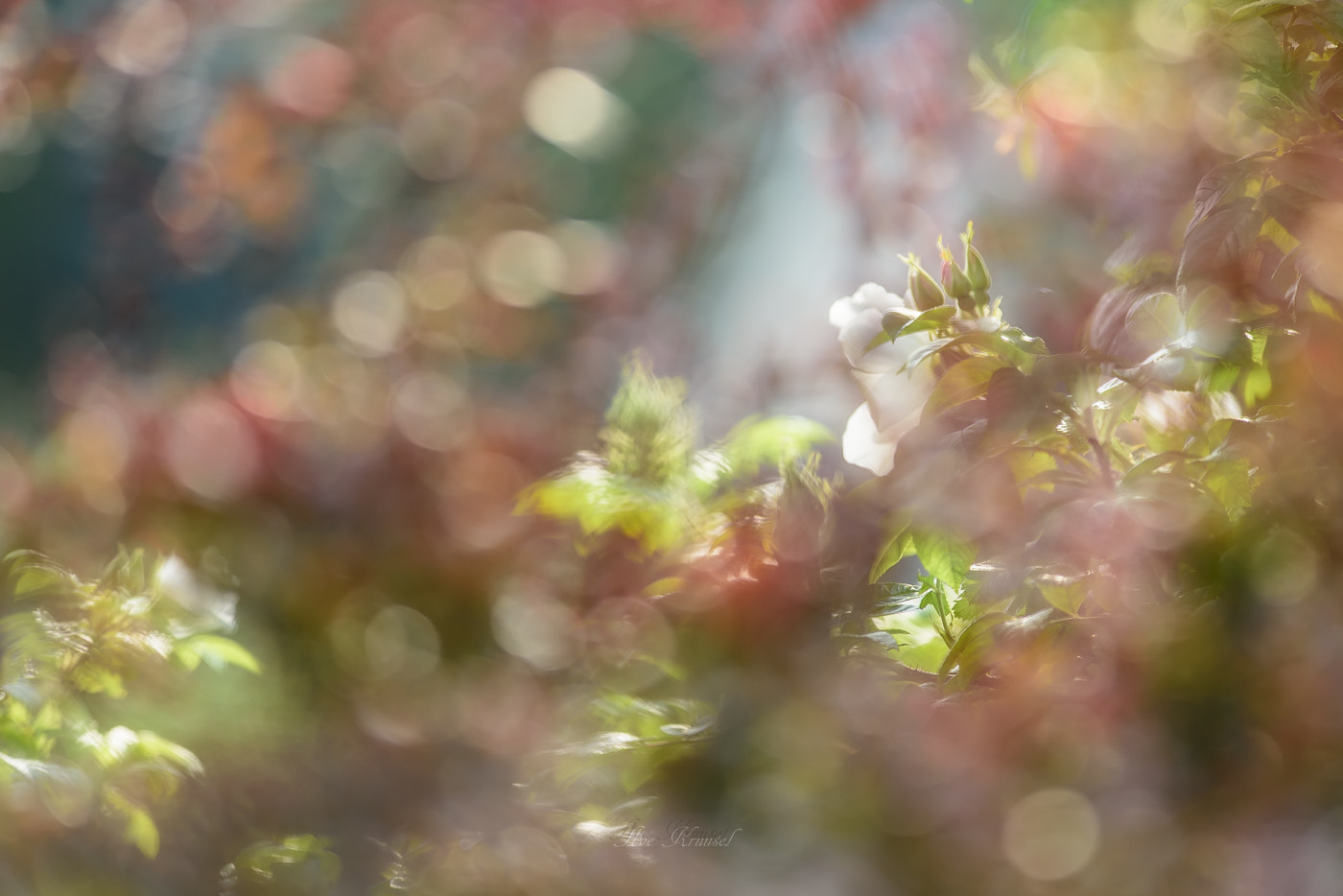 Nikon AF-S Nikkor 300mm F2.8G ED VR II sample photo. Roses dream photography