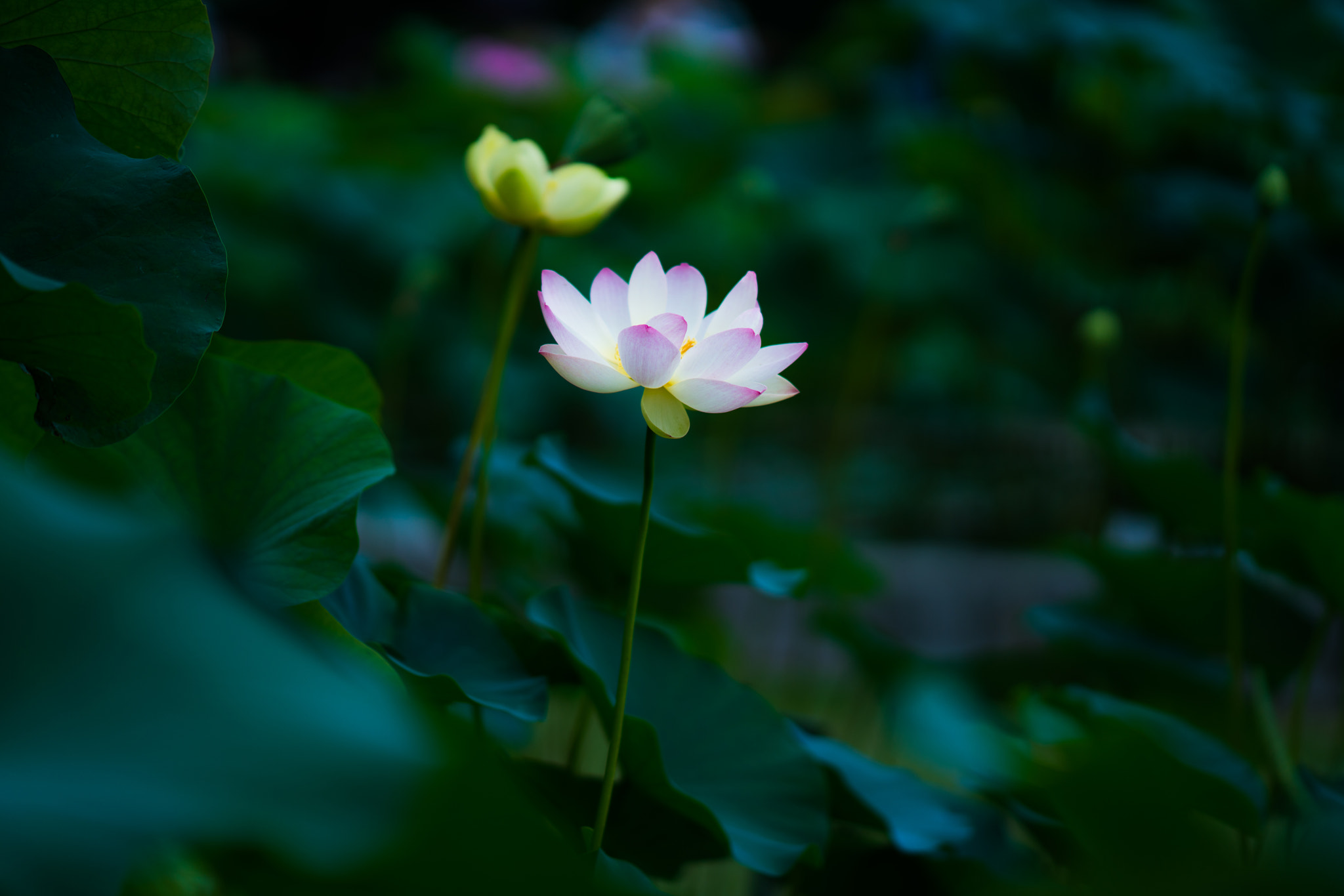 Sony Sonnar T* 135mm F1.8 ZA sample photo. Luminescence photography