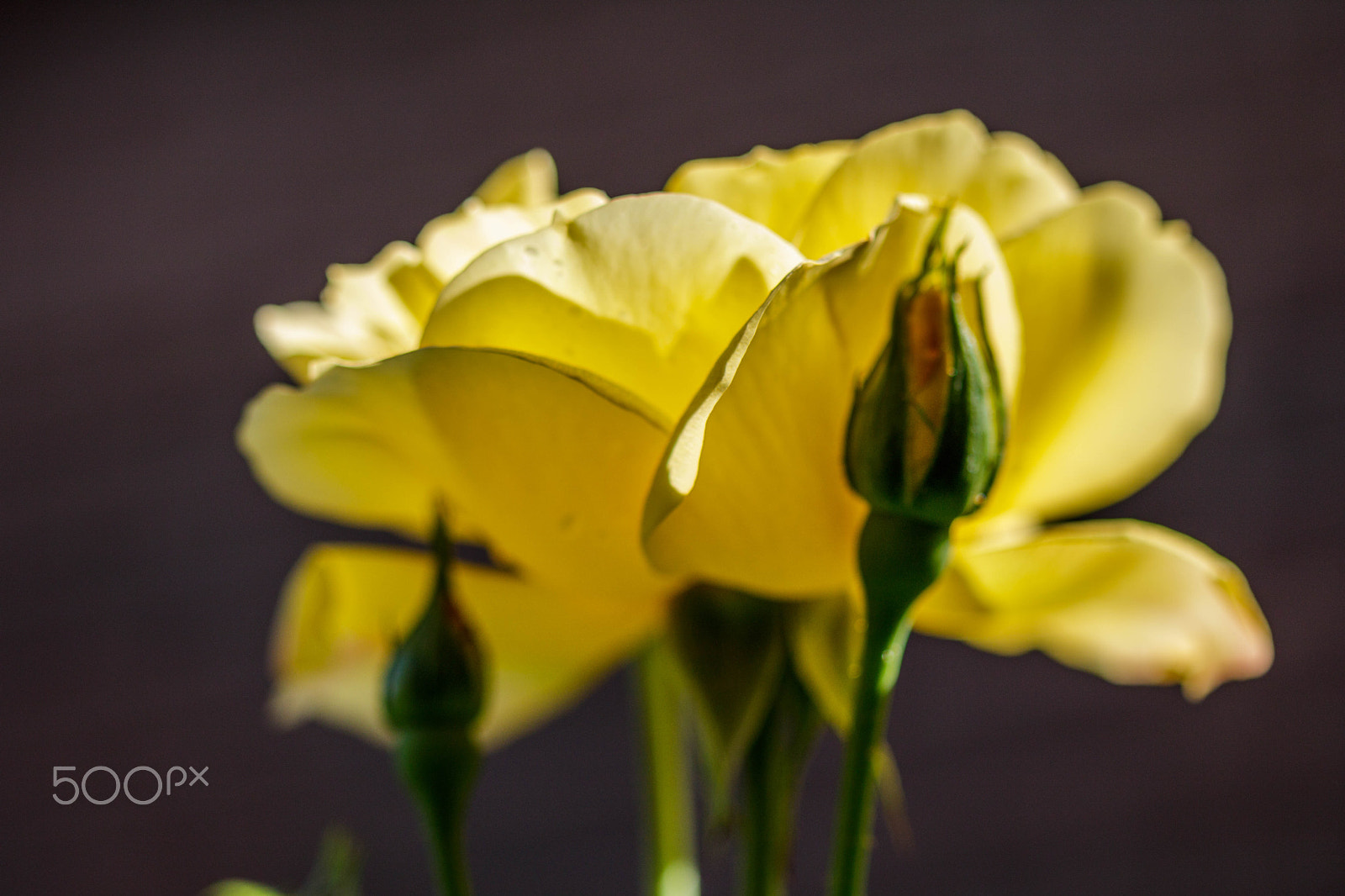 Canon EF 100mm F2.8 Macro USM sample photo. Yellow rose and bud photography
