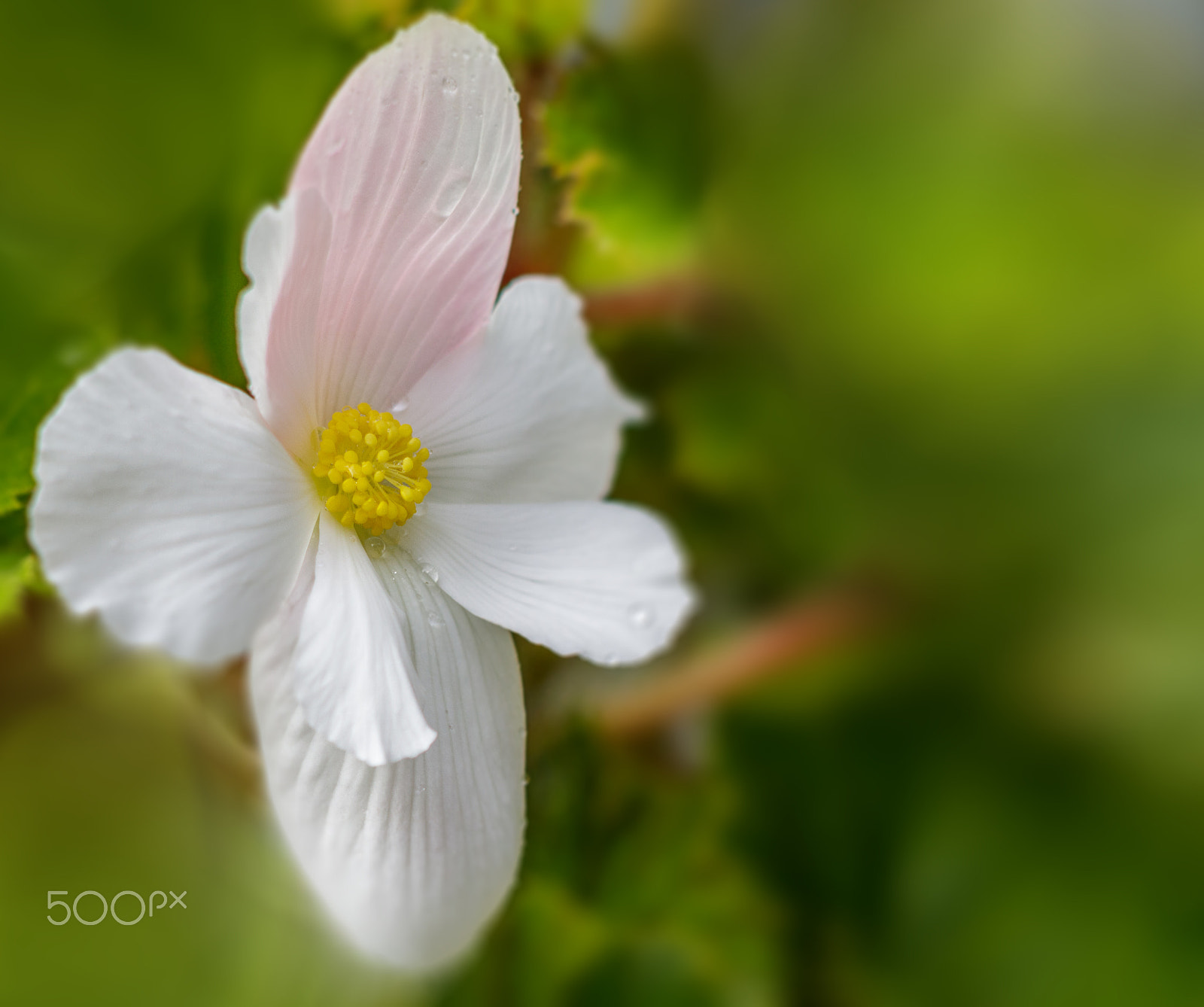 Canon EF 100mm F2.8 Macro USM sample photo. Begonia photography