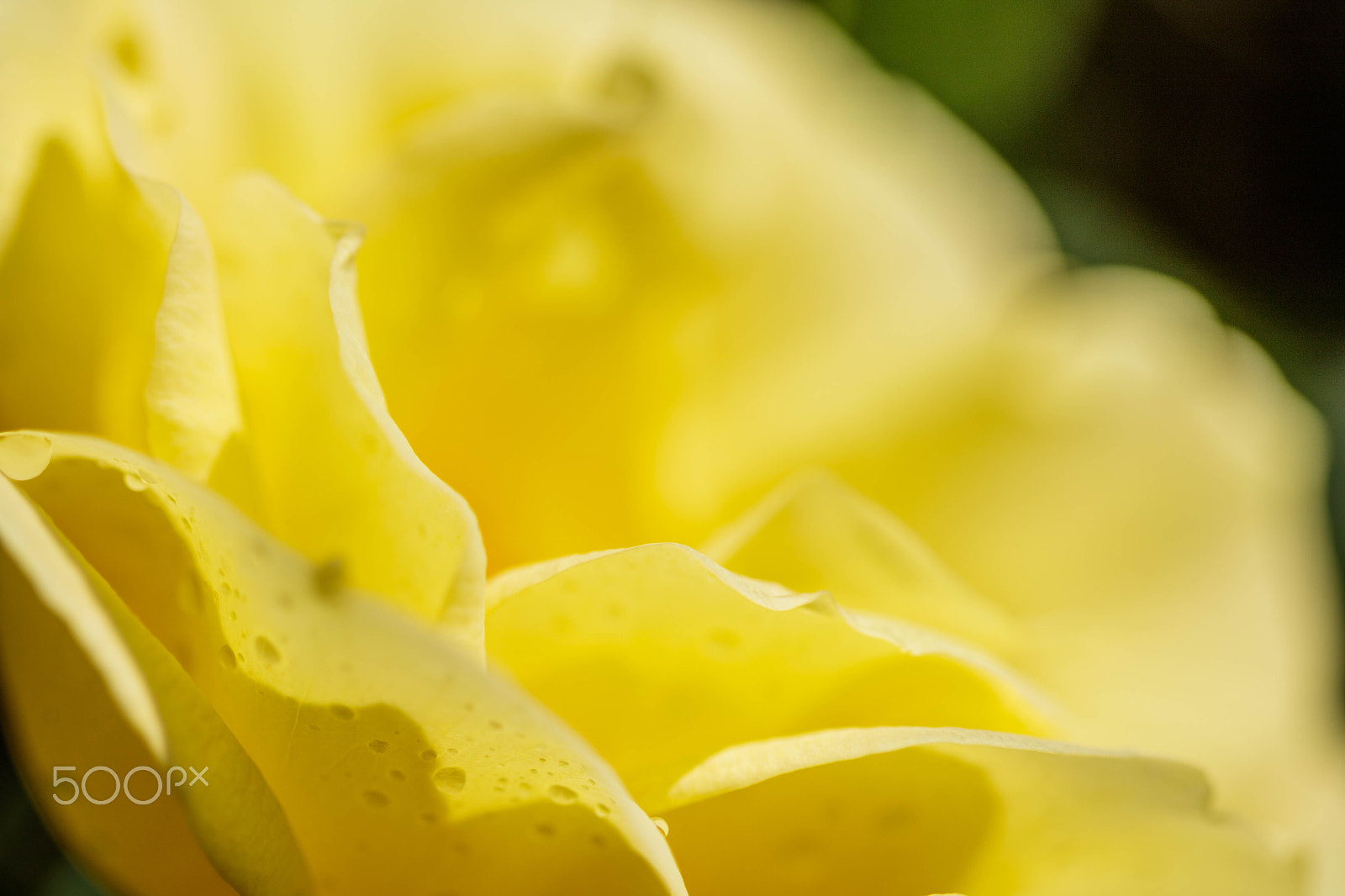 Canon EF 100mm F2.8 Macro USM sample photo. Yellow rose photography