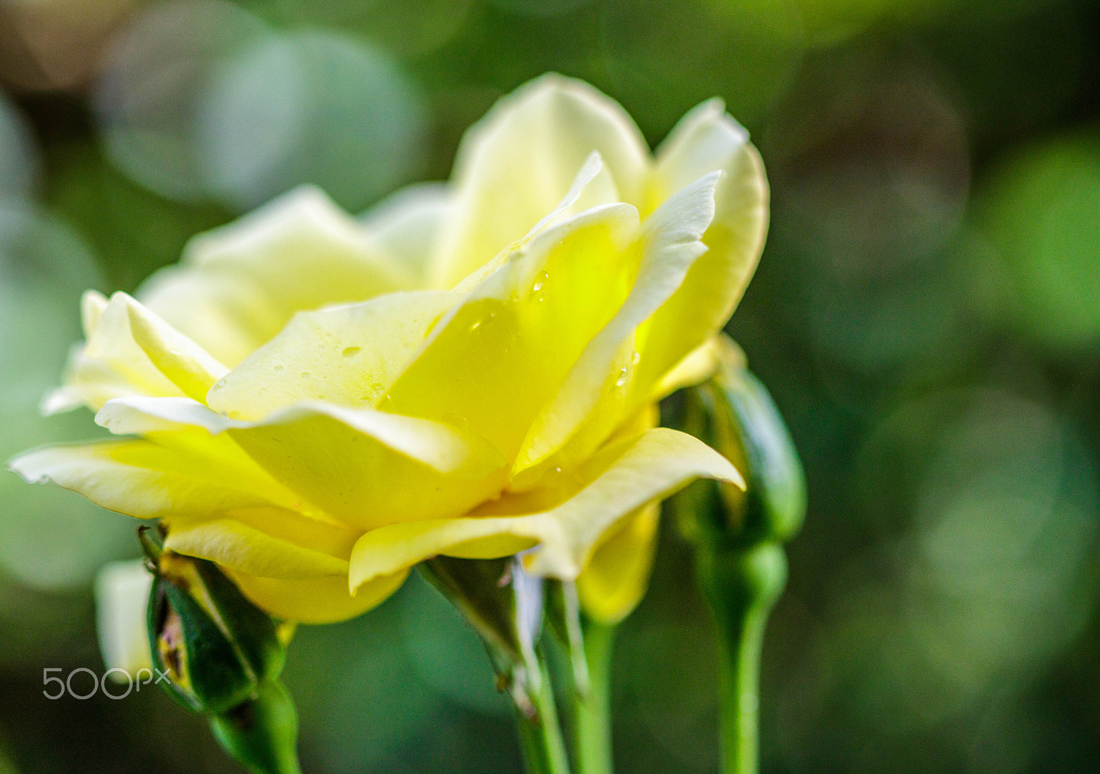Canon EF 100mm F2.8 Macro USM sample photo. Yellow rose pretty photography