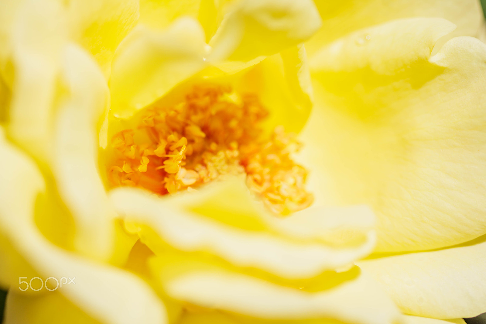 Canon EF 100mm F2.8 Macro USM sample photo. Yellow rose pollen photography