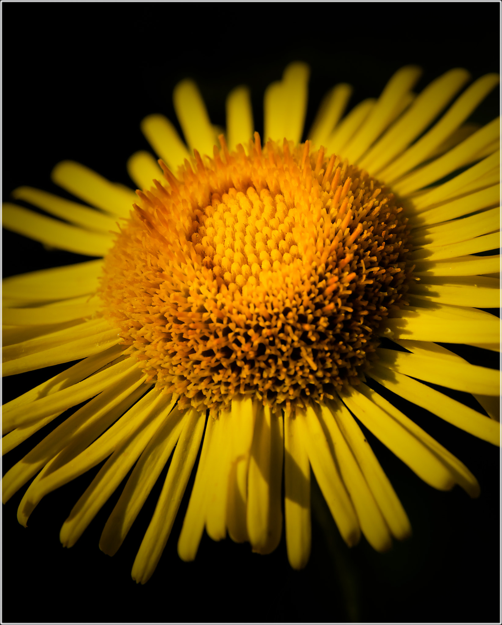 Sigma 150mm F2.8 EX DG OS Macro HSM sample photo. Flower photography