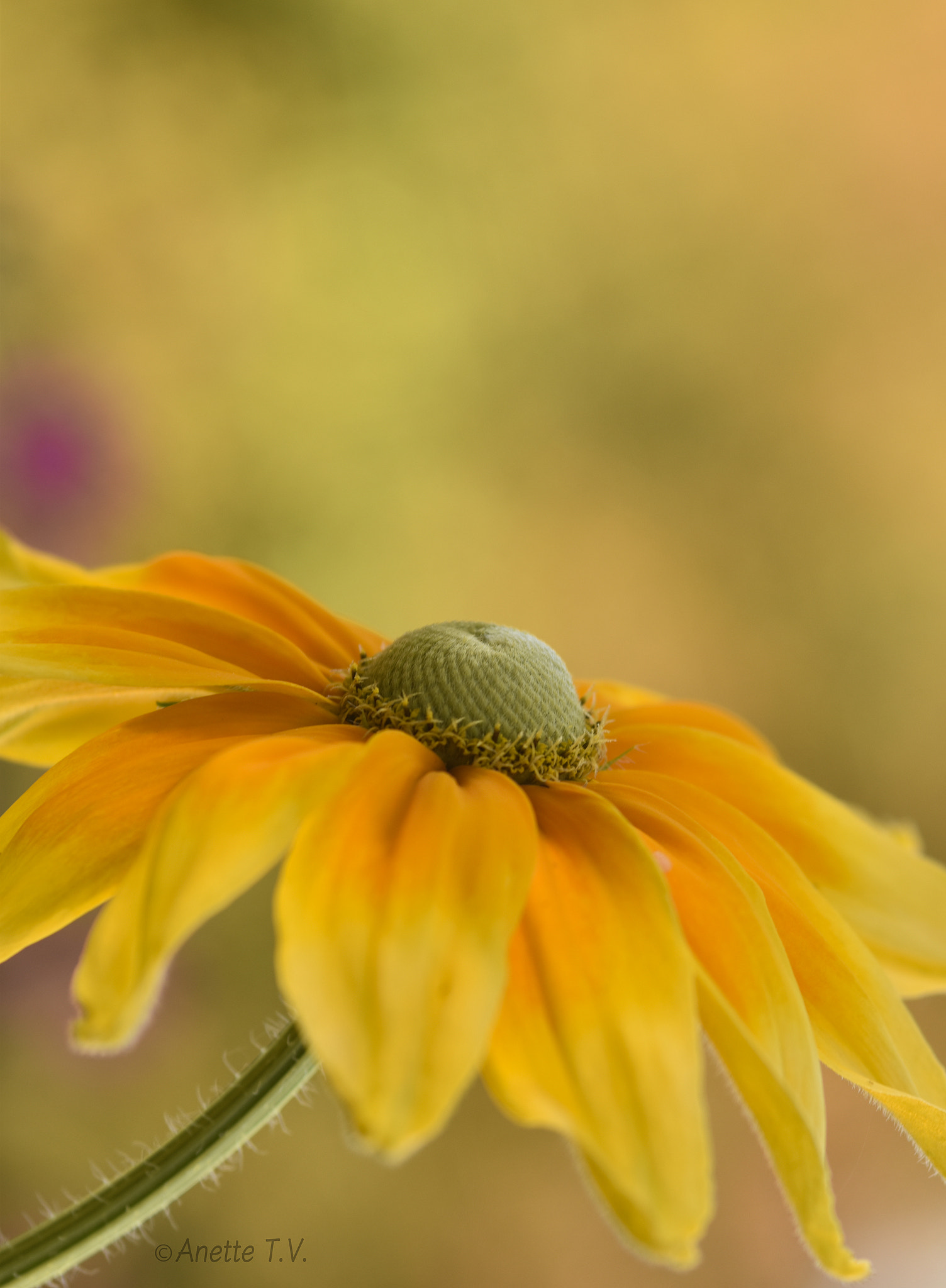 Nikon AF-S Micro-Nikkor 105mm F2.8G IF-ED VR sample photo. Happy sunday ... photography