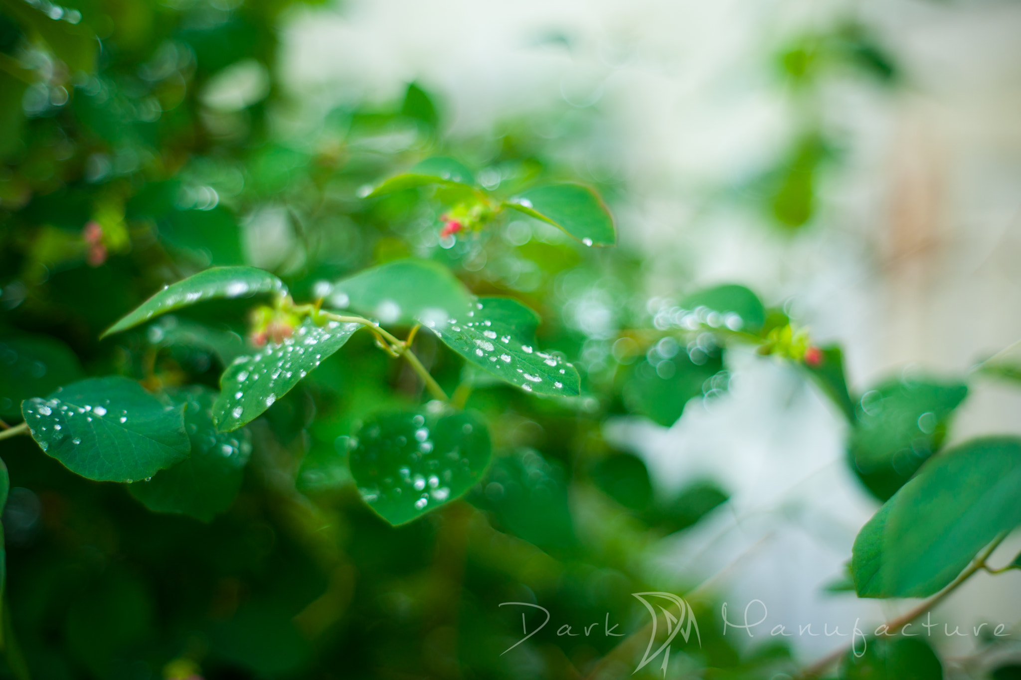 Sony Alpha DSLR-A900 + Minolta AF 50mm F1.7 New sample photo. Raindrops photography