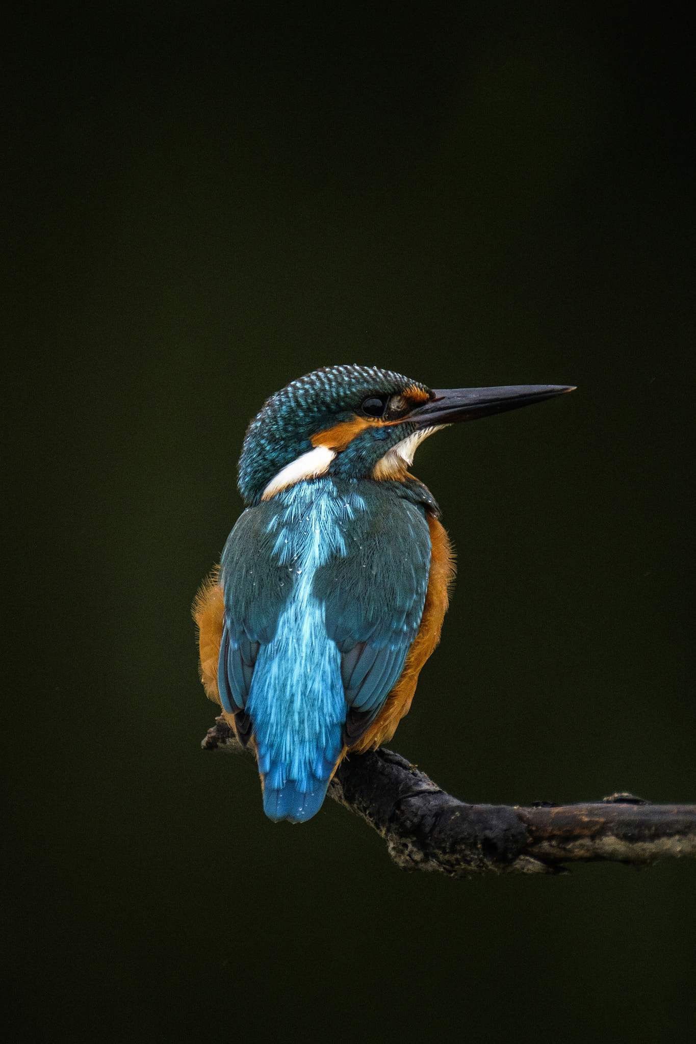 XF100-400mmF4.5-5.6 R LM OIS WR + 1.4x sample photo. Kingfisher photography