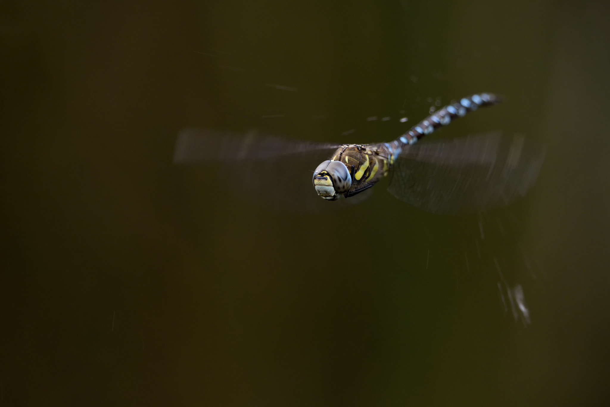 Canon EOS-1D X Mark II + Canon EF 300mm F2.8L IS II USM sample photo. Flight of the migrant hawker # 3 rain photography