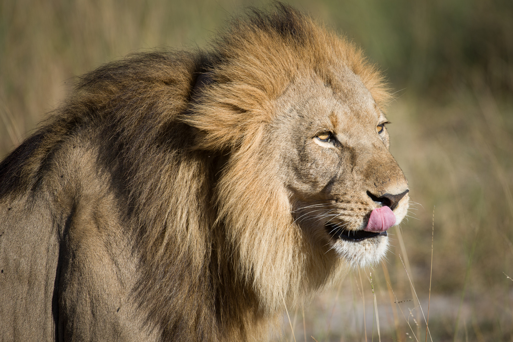 Nikon AF-S Nikkor 200-400mm F4G ED-IF VR sample photo. The king is hungry photography