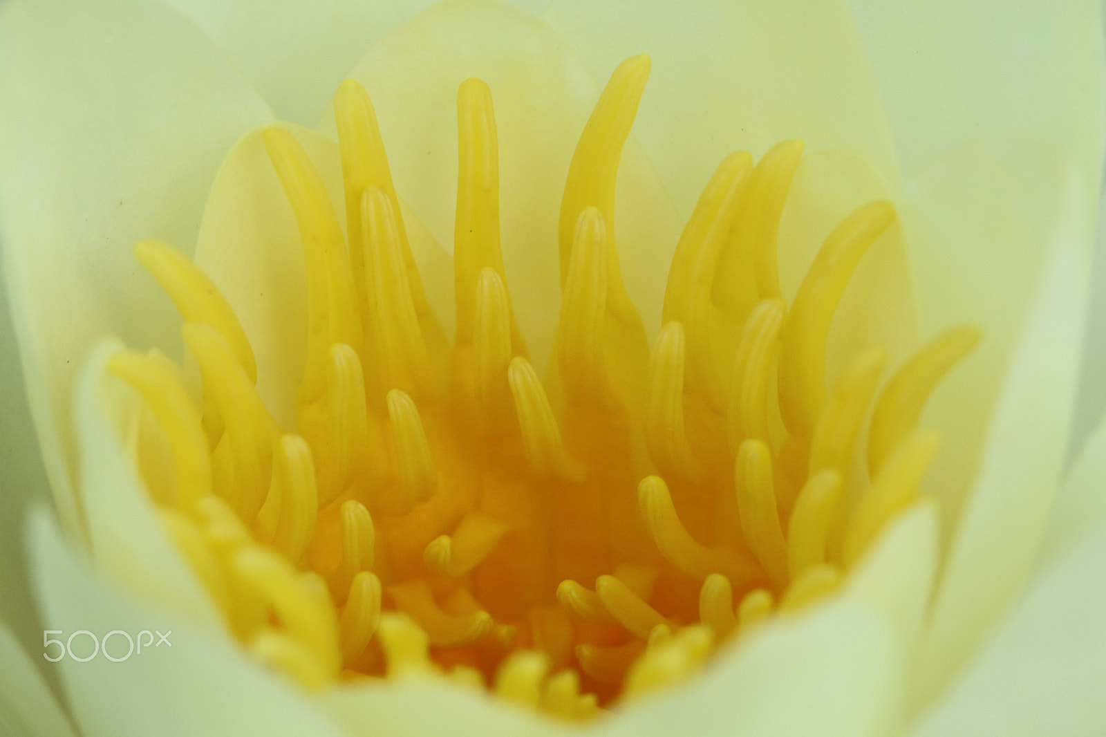 Canon EOS 70D + Sigma APO Macro 180mm F2.8 EX DG OS HSM sample photo. Water lily in macro photography