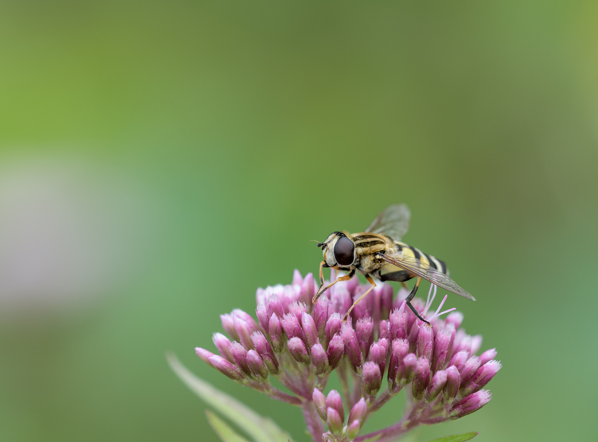 Sigma 150mm F2.8 EX DG OS Macro HSM sample photo. Xanthogramma pedissequum photography