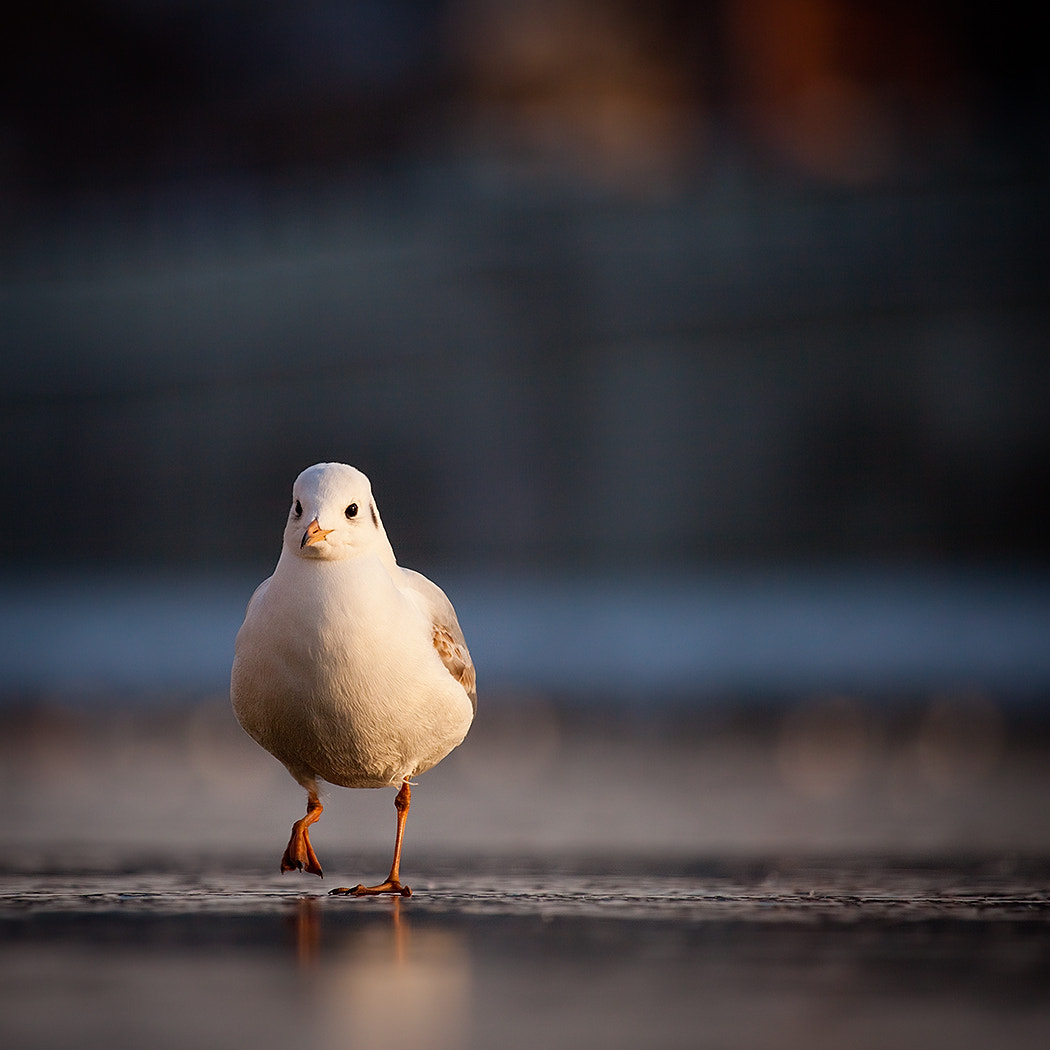 Canon EF 100-400mm F4.5-5.6L IS USM sample photo. Gull in winter photography