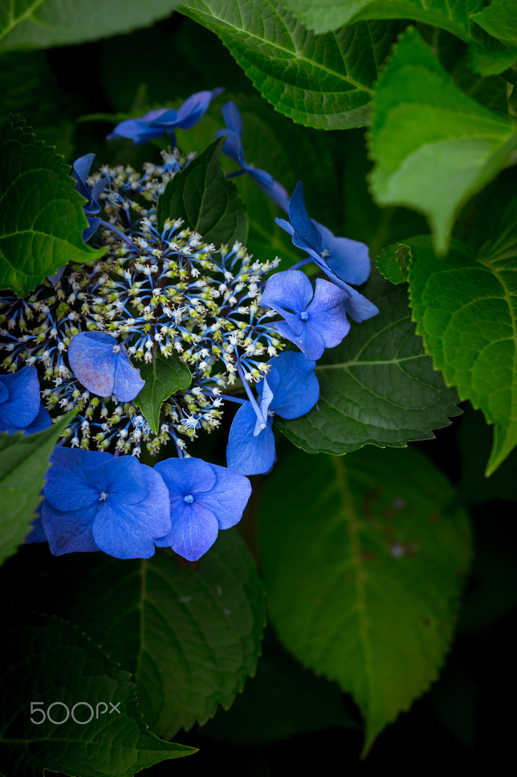 Sony a99 II + Sony 100mm F2.8 Macro sample photo. 謙虚 photography