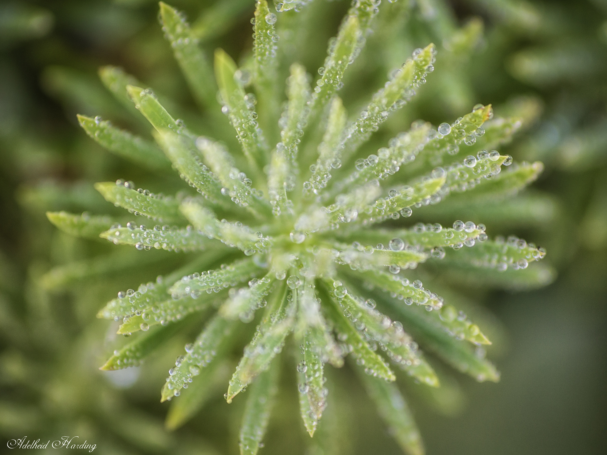 Canon EF 100mm F2.8 Macro USM sample photo. Wet! photography