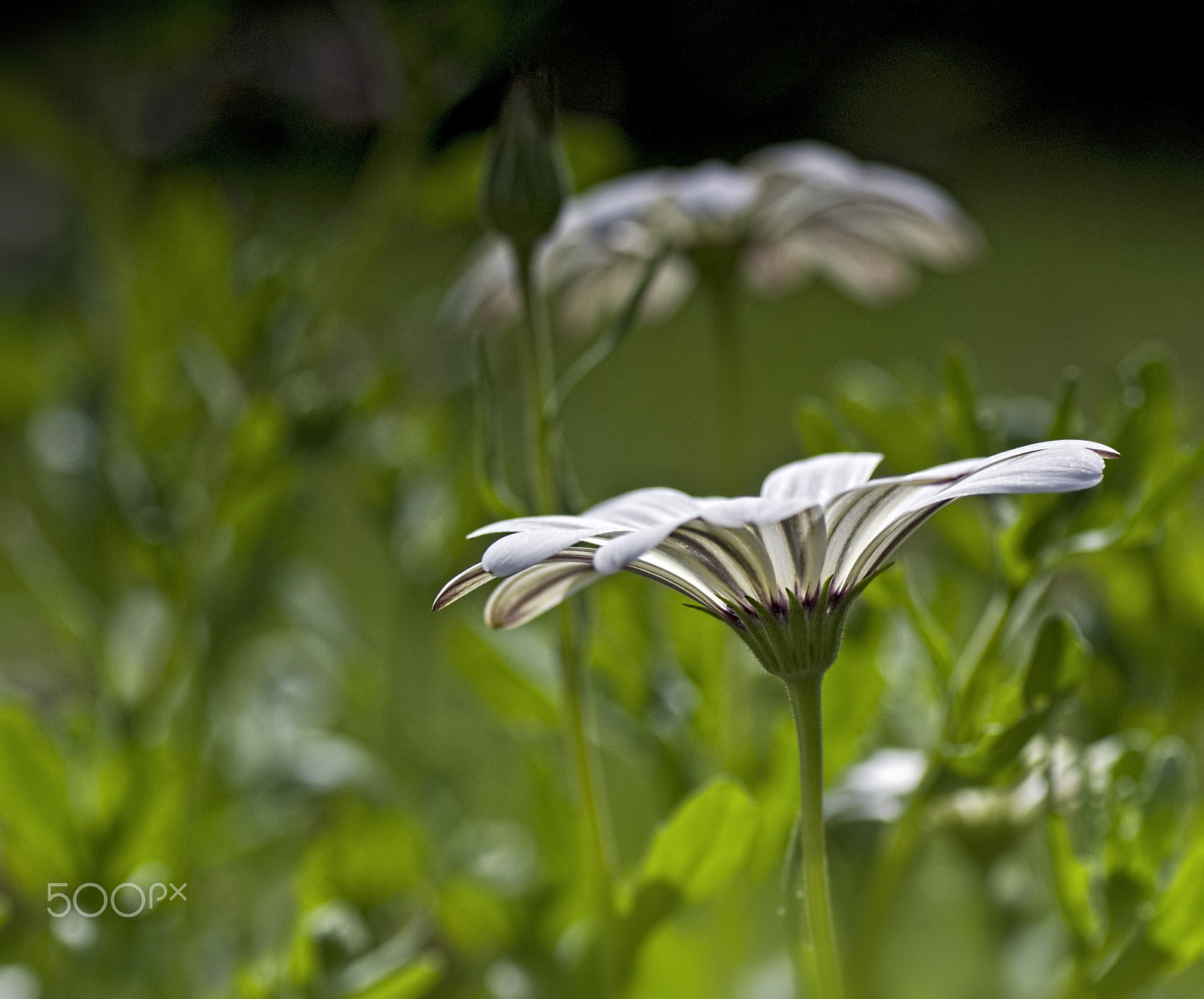 Pentax K-r + Tamron SP AF 90mm F2.8 Di Macro sample photo. Daisy time photography