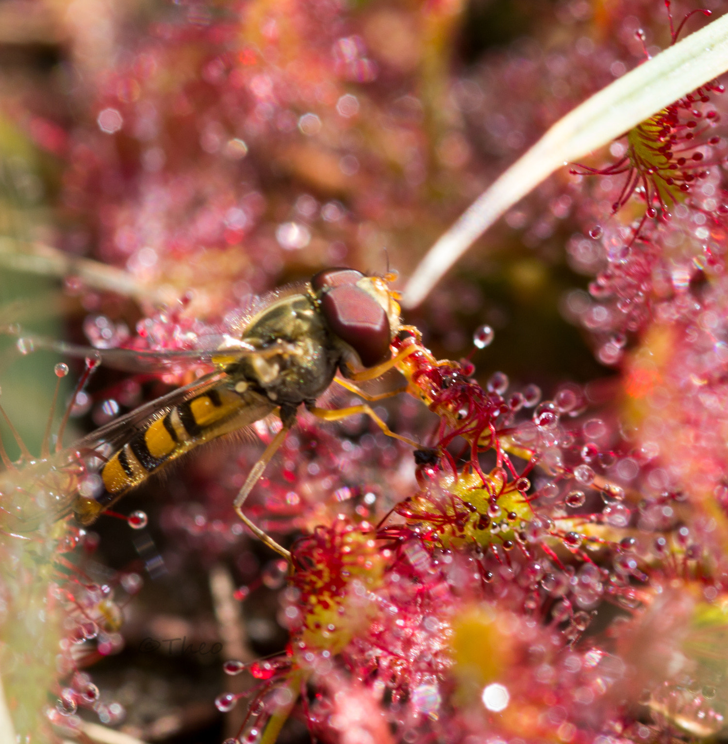 Sigma 105mm F2.8 EX DG Macro sample photo. Stuck in the sundew photography