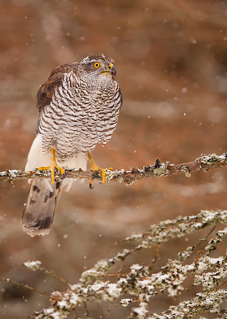 Canon EF 100-400mm F4.5-5.6L IS USM sample photo. Hawk photography