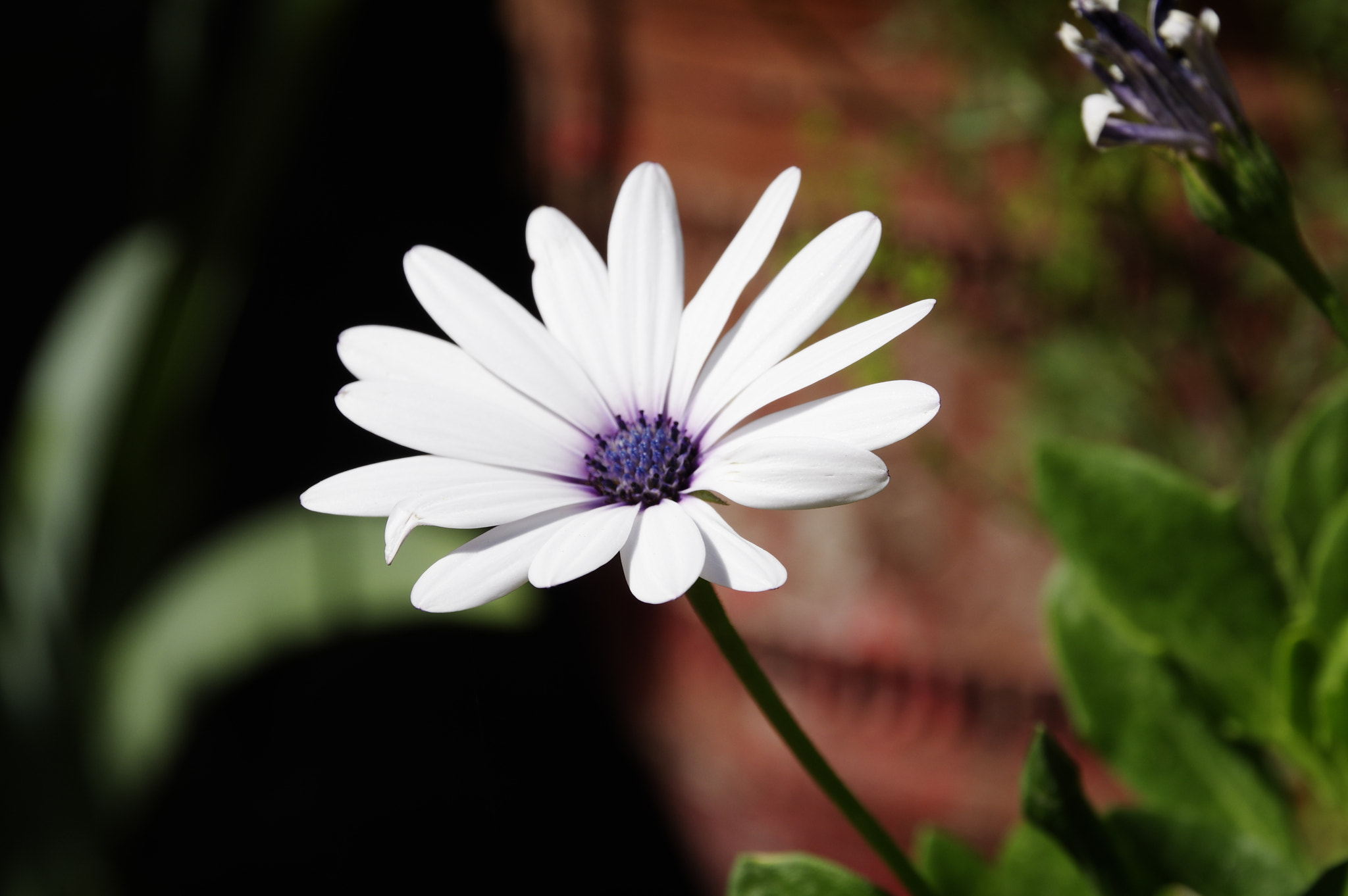 Pentax K-3 II sample photo. Glomagarita nomequiere photography