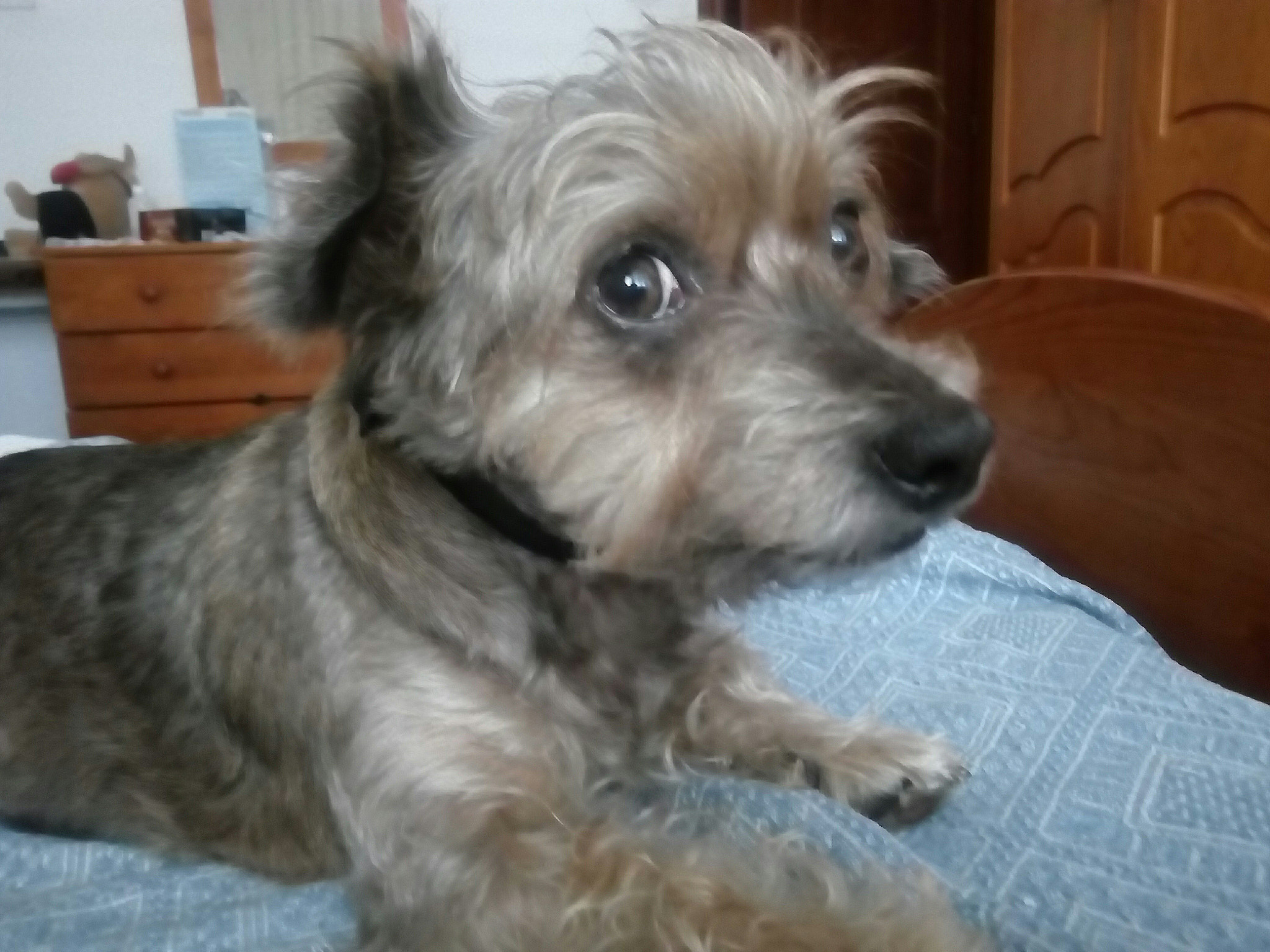 ZTE BLADE V6 sample photo