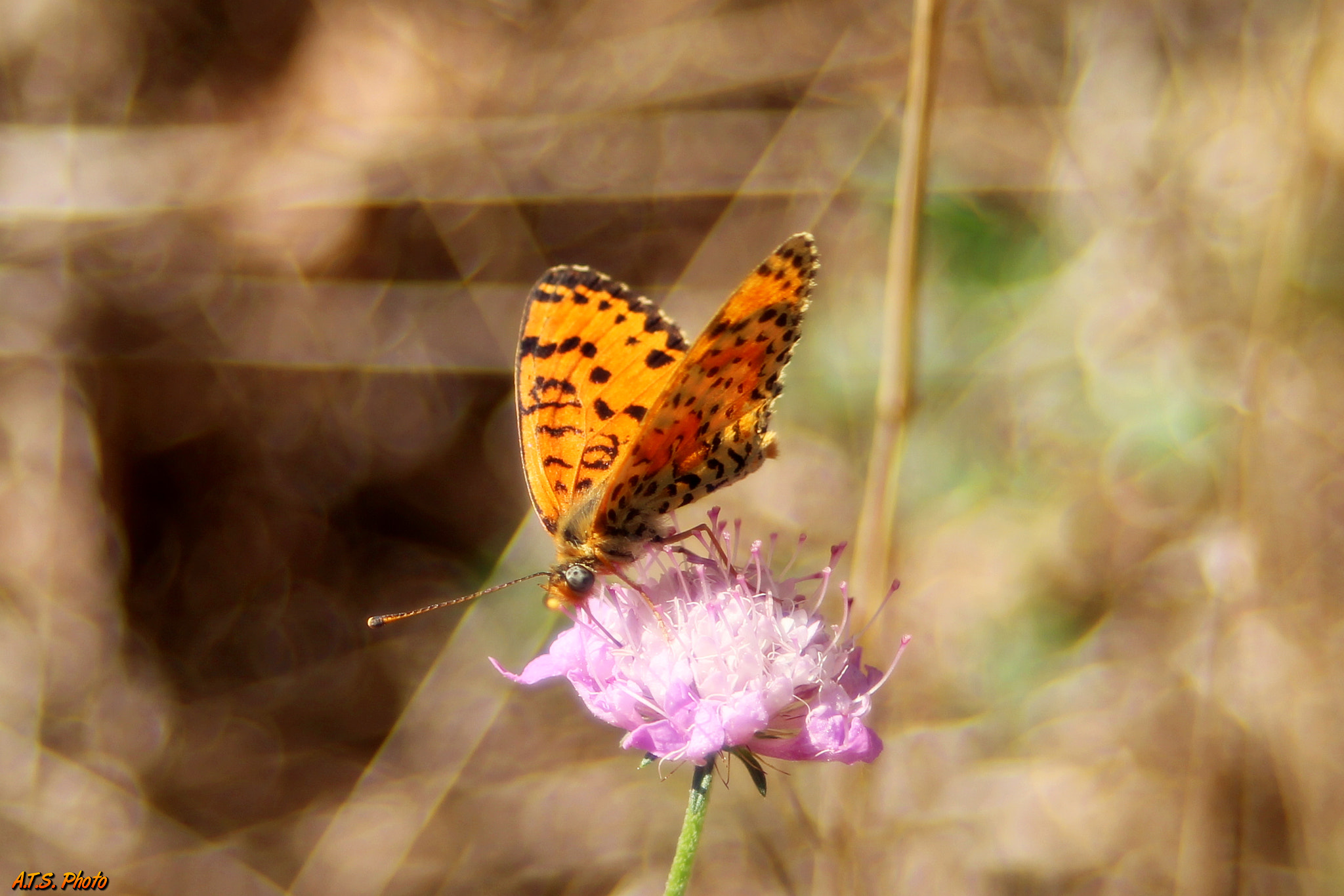 Canon EF 28-70mm f/3.5-4.5 sample photo. Orange butterfly photography