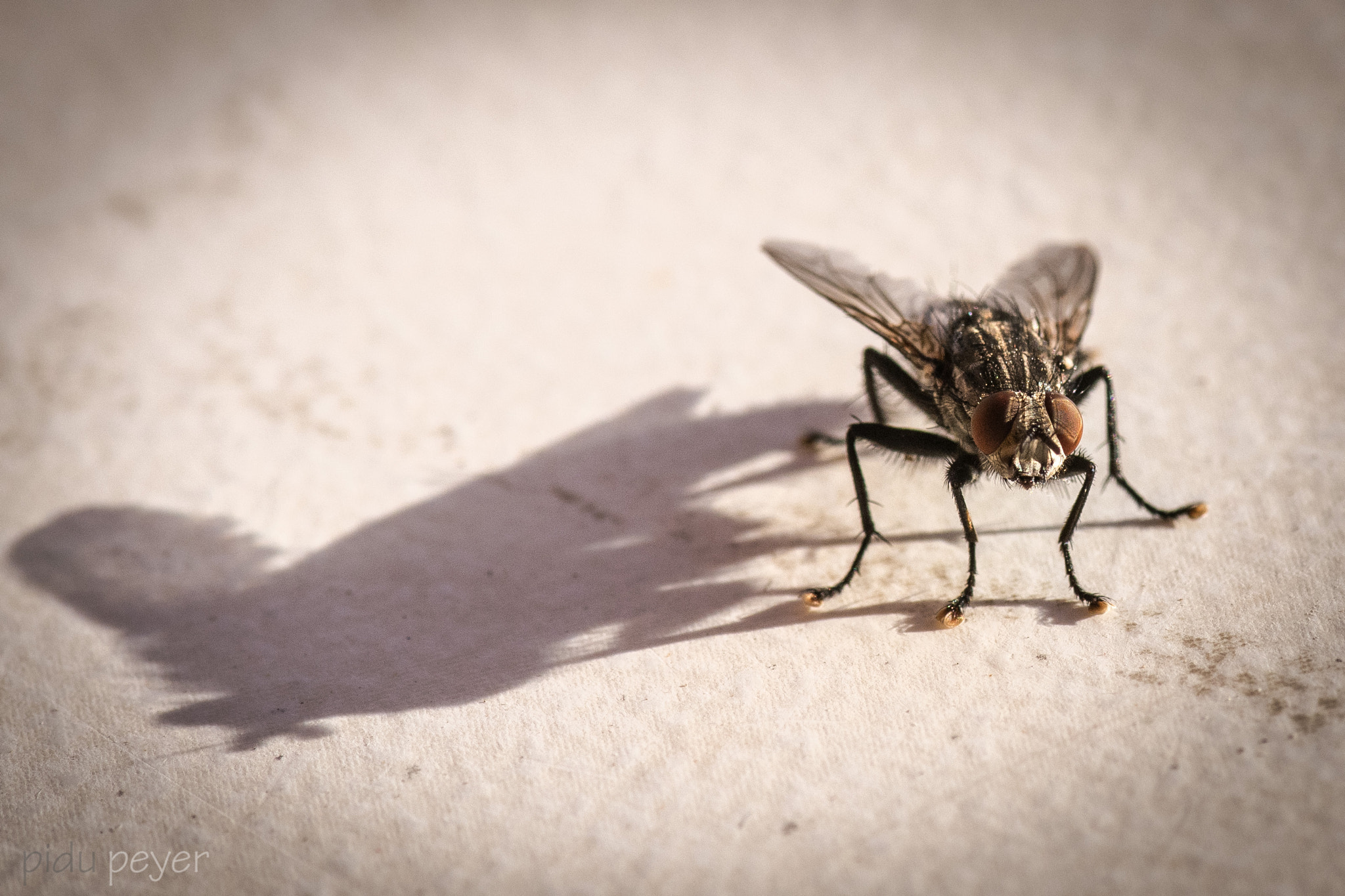 Nikon D5 sample photo. Fly with its shadow photography