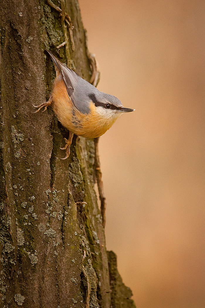 Canon EOS 5D Mark II + Canon EF 100-400mm F4.5-5.6L IS USM sample photo. Nuthatch photography
