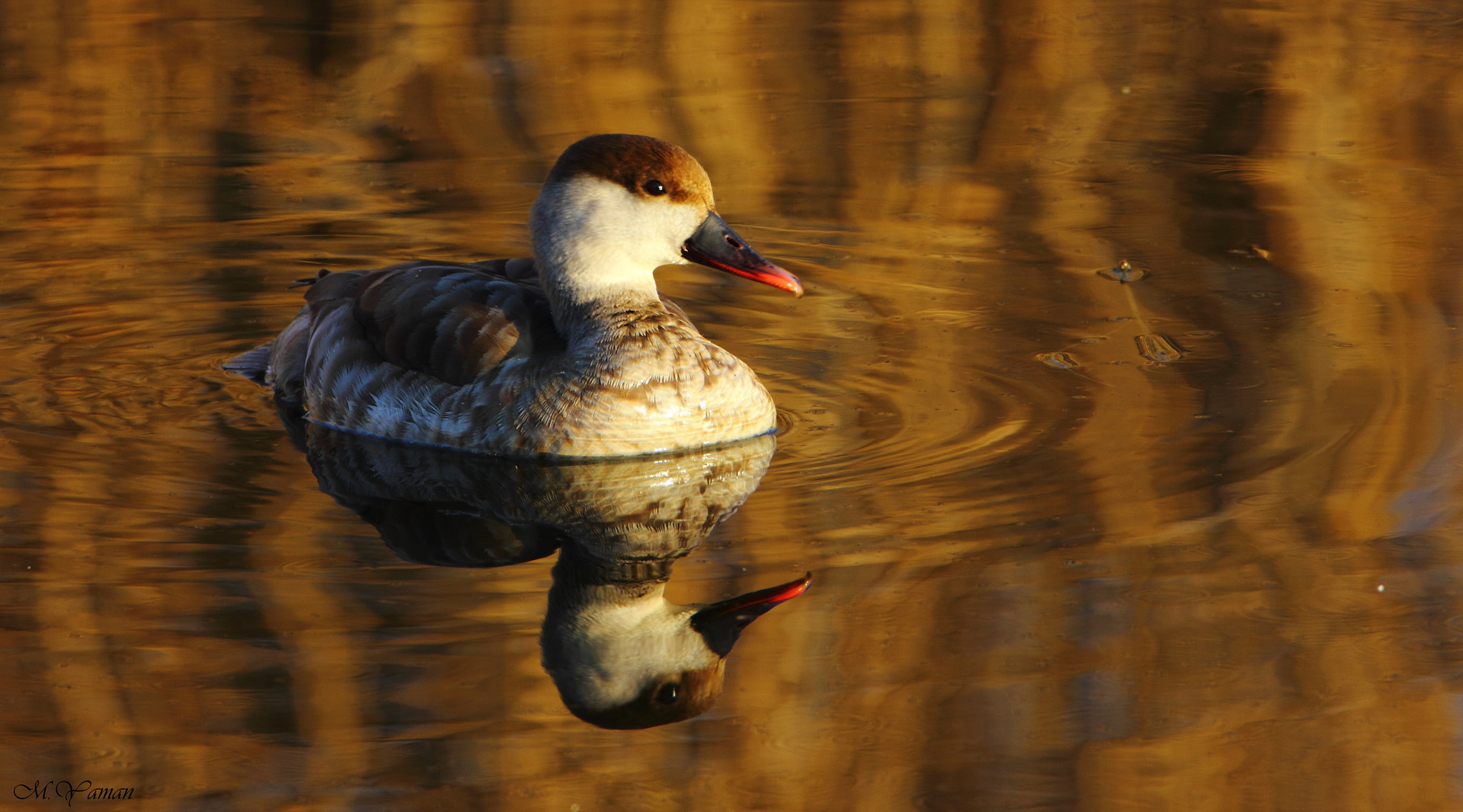 Tamron SP 150-600mm F5-6.3 Di VC USD sample photo. Red-crested pochard photography