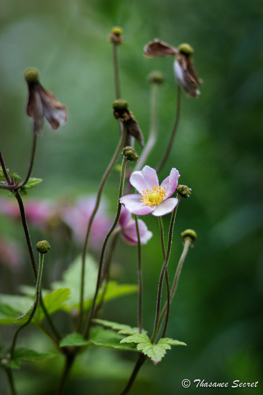 Canon EOS 100D (EOS Rebel SL1 / EOS Kiss X7) + Canon EF 85mm F1.8 USM sample photo. Beauty of flowers photography