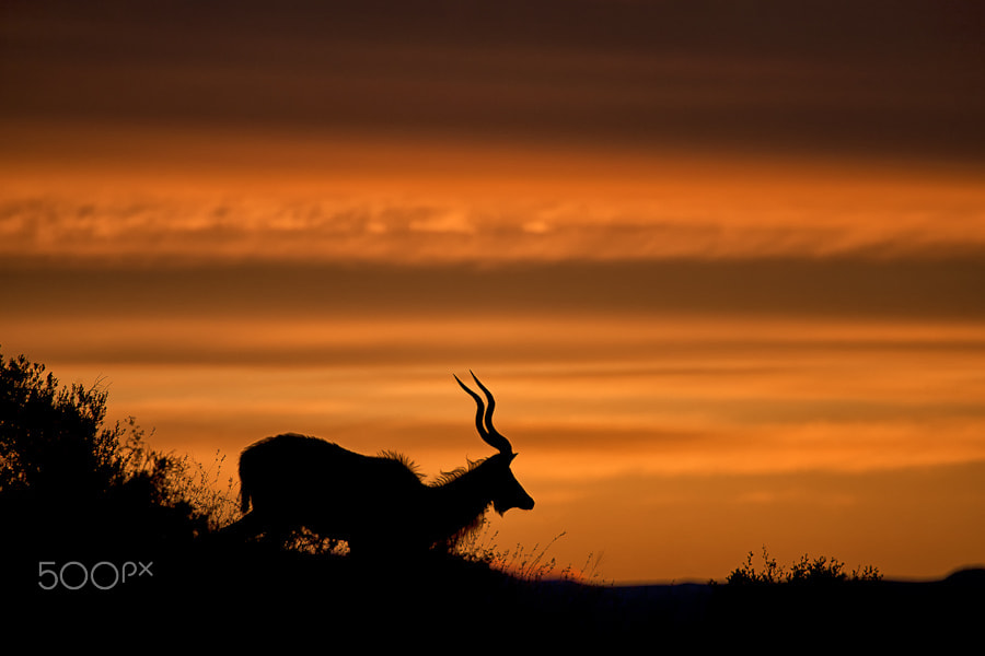 Canon EOS 5D + Canon EF 100-400mm F4.5-5.6L IS USM sample photo. Kudu silhouette photography