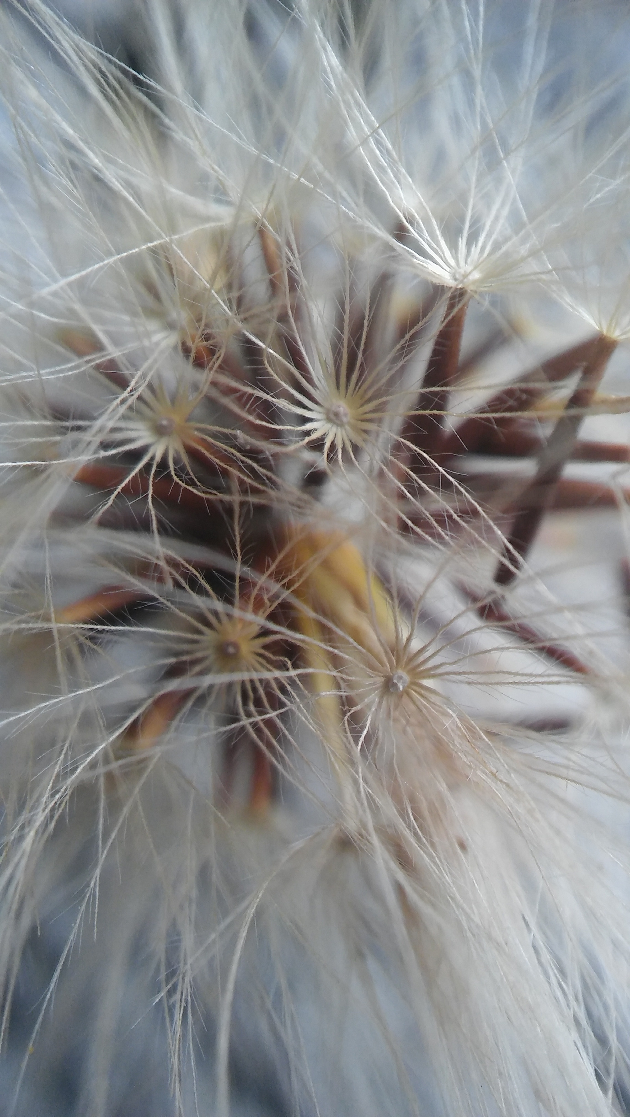 LG SPIRIT 4G LTE sample photo. Fluff photography