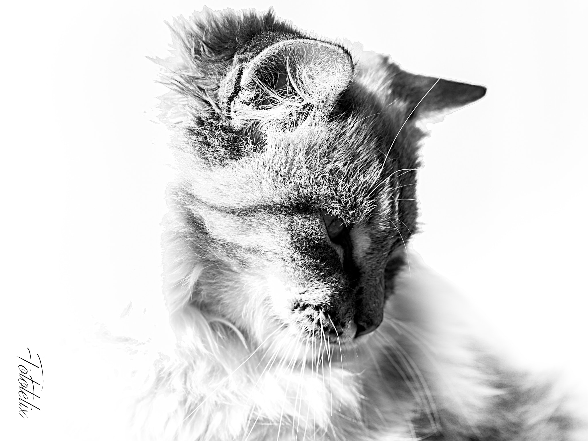 Olympus E-30 sample photo. The cat photography