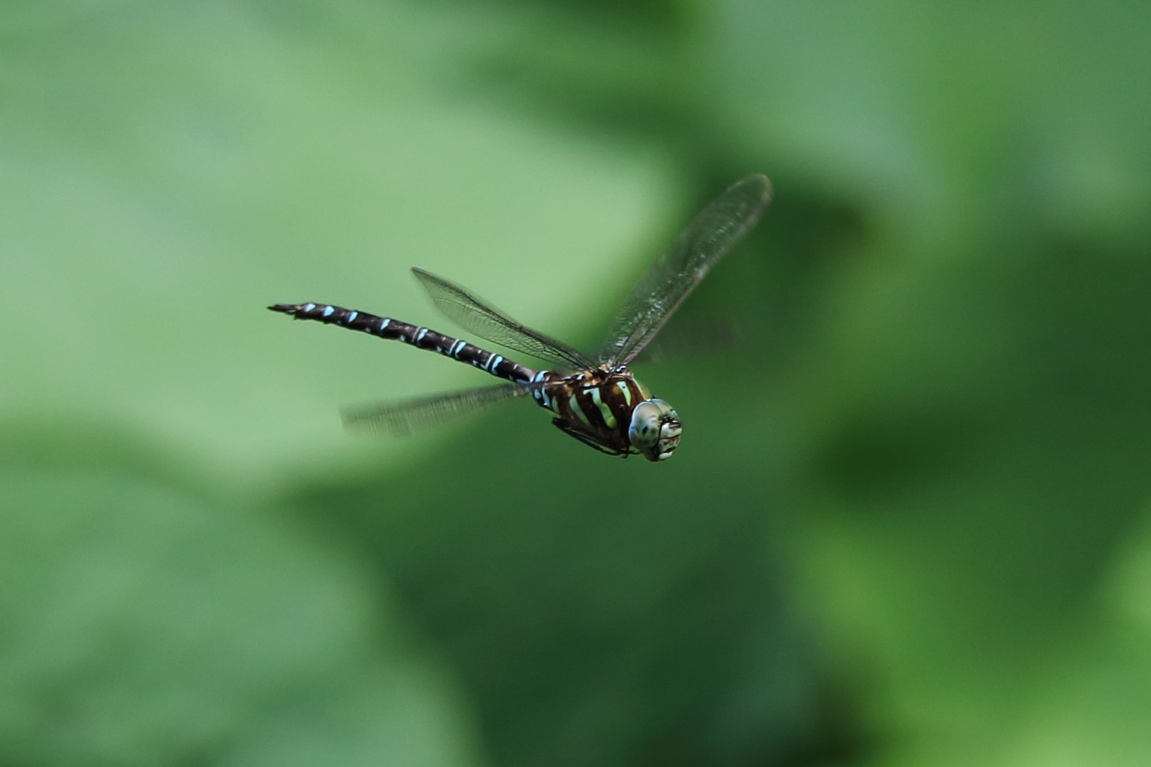 Sigma 150-600mm F5-6.3 DG OS HSM | C sample photo. Dragonfly001 photography