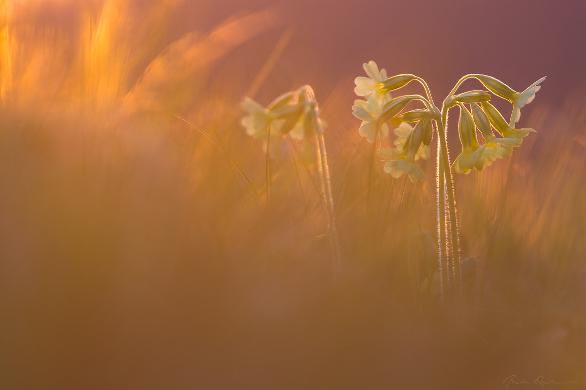 Nikon AF-S Nikkor 300mm F2.8G ED VR II sample photo. Sunset photography
