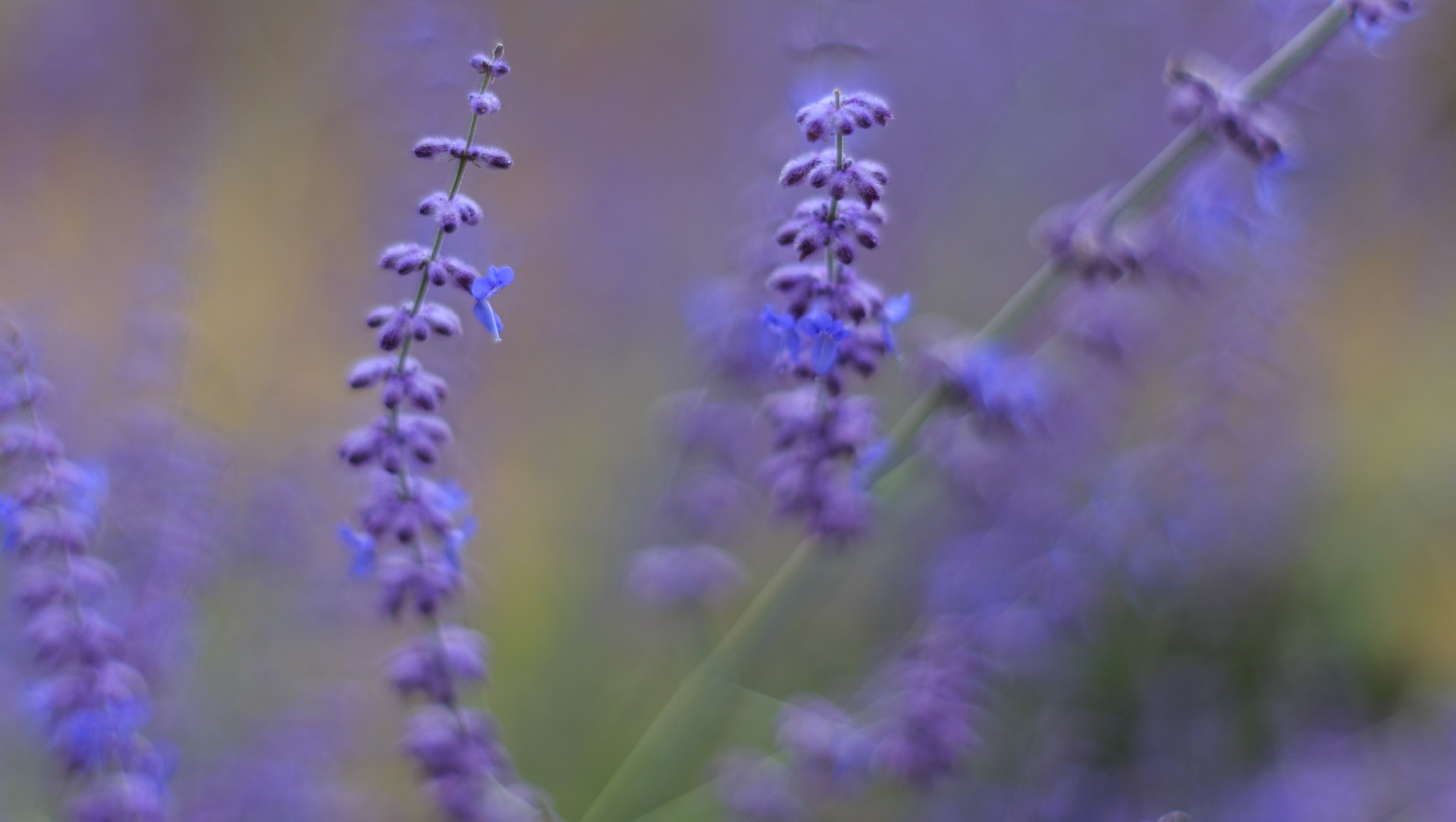 ZEISS Planar T* 50mm F1.4 sample photo. Lavender photography
