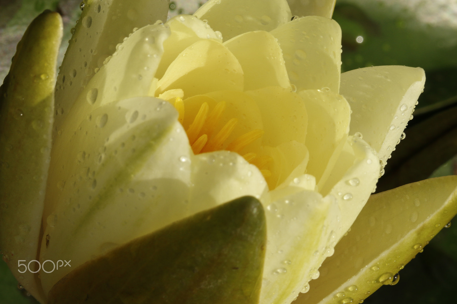 Canon EOS 70D + Sigma APO Macro 180mm F2.8 EX DG OS HSM sample photo. Yellow water lily with raindrops photography