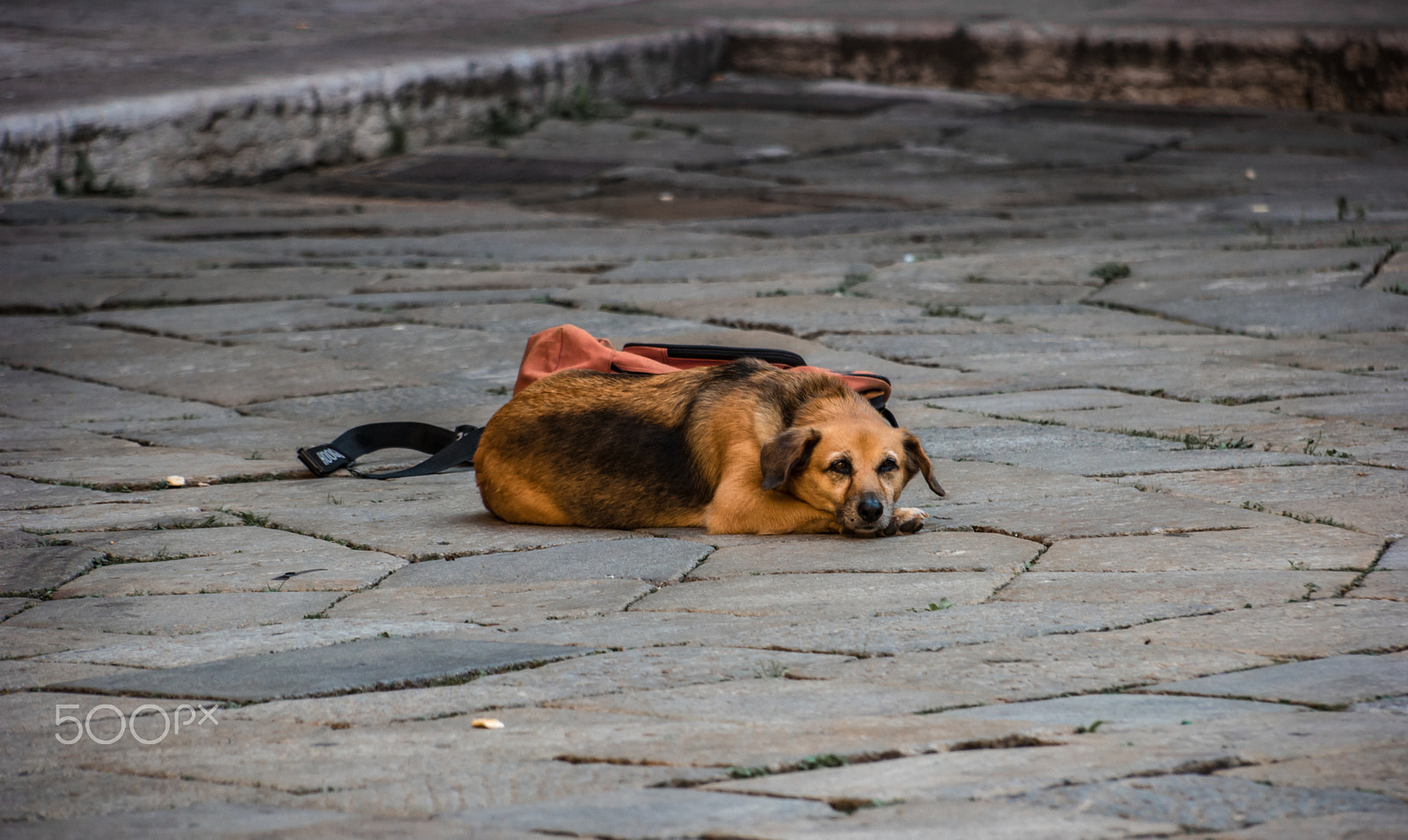 Samsung NX 18-200mm F3.5-6.3 ED OIS sample photo. Tied dog photography