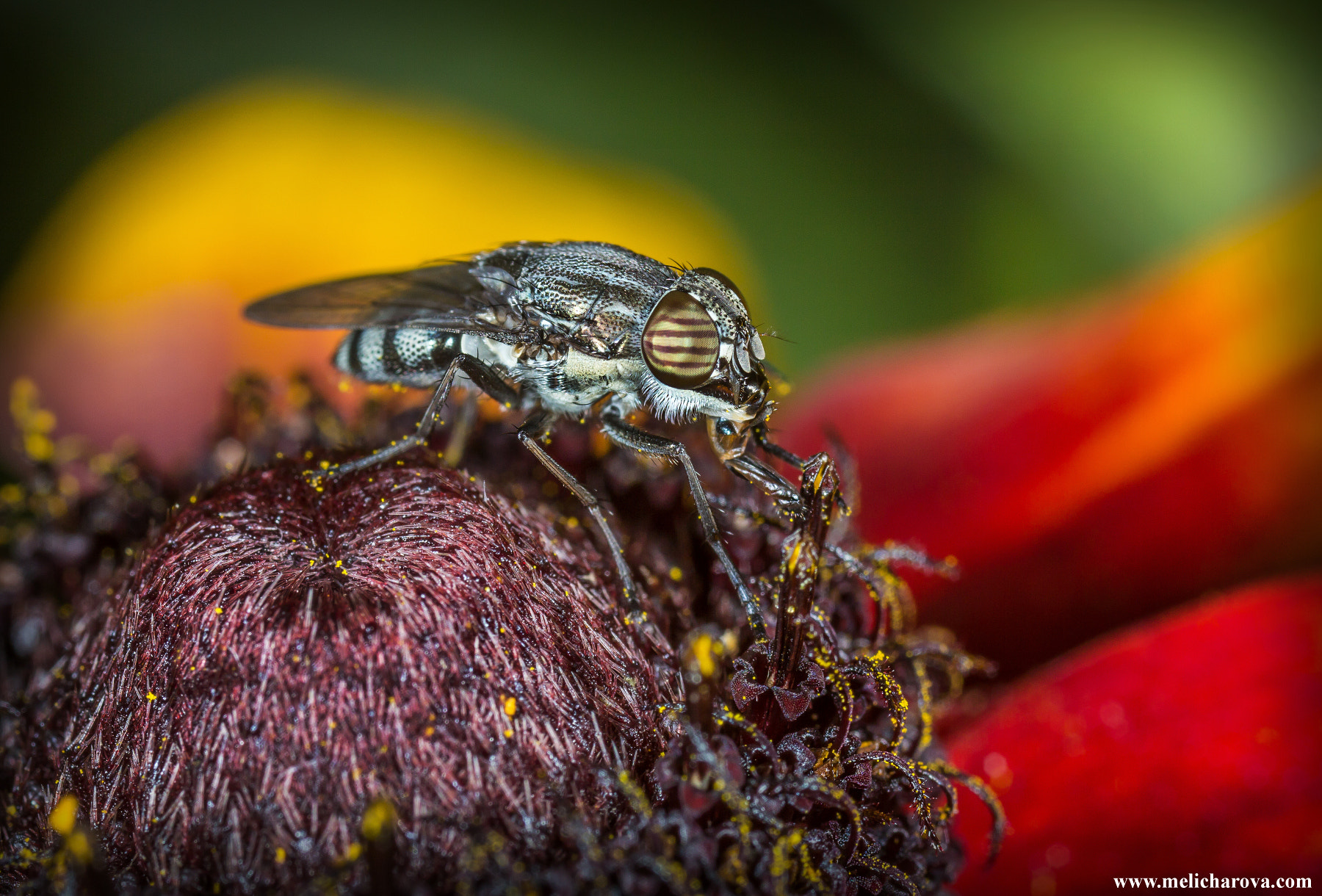 Canon MP-E 65mm F2.5 1-5x Macro Photo sample photo. Striped eye photography