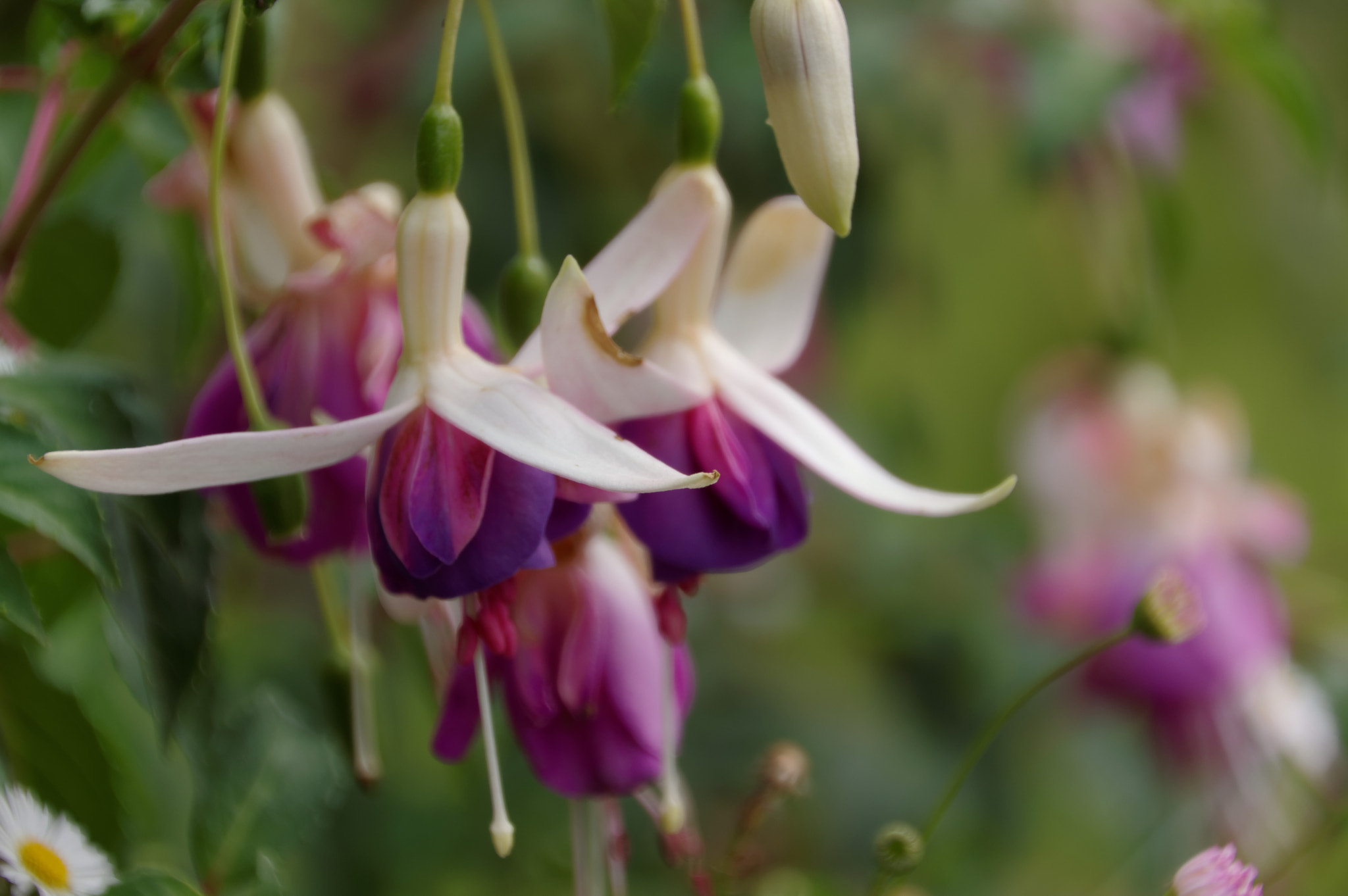 Pentax smc DA 18-270mm F3.5-6.3 ED SDM sample photo. Fuchsia photography