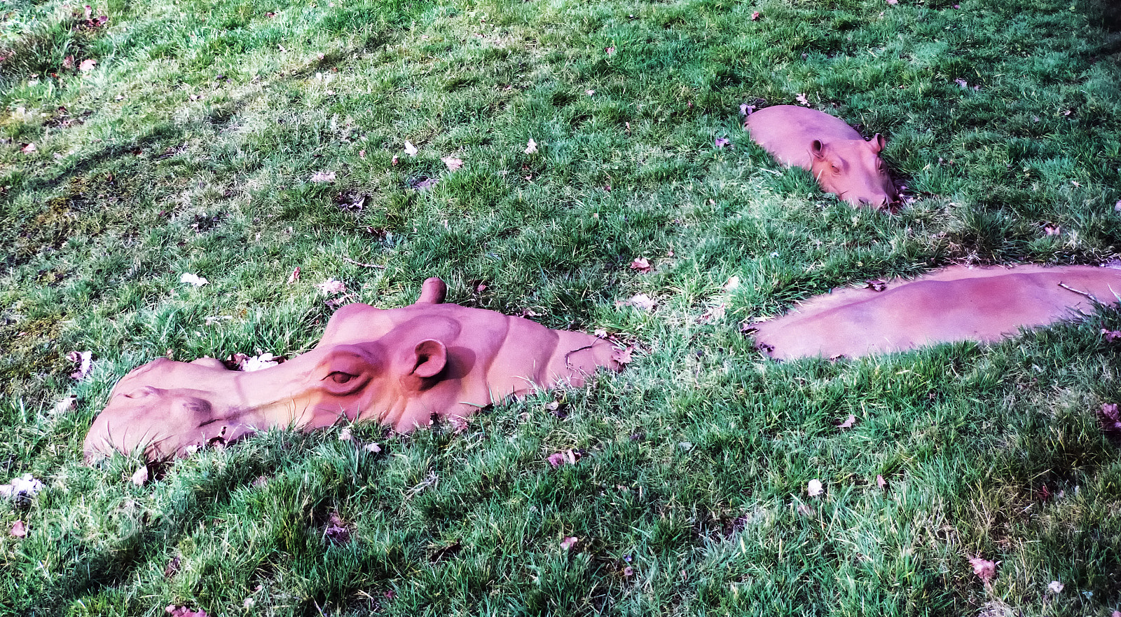 Sony DT 18-250mm F3.5-6.3 sample photo. Beware hippo,s !! photography