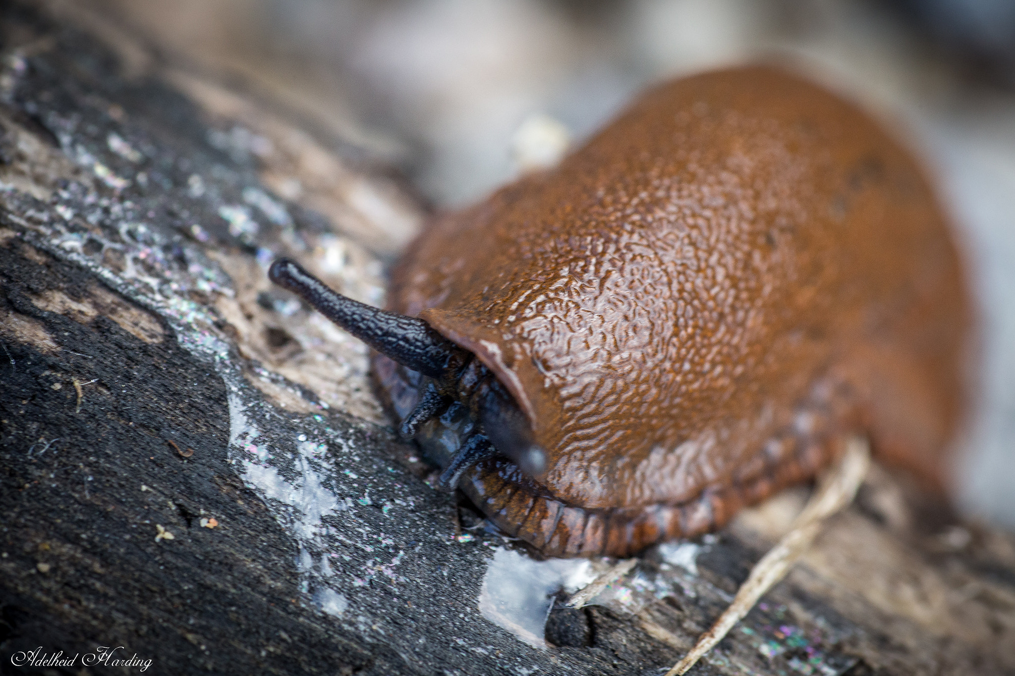 Canon EF 100mm F2.8 Macro USM sample photo. Slug photography